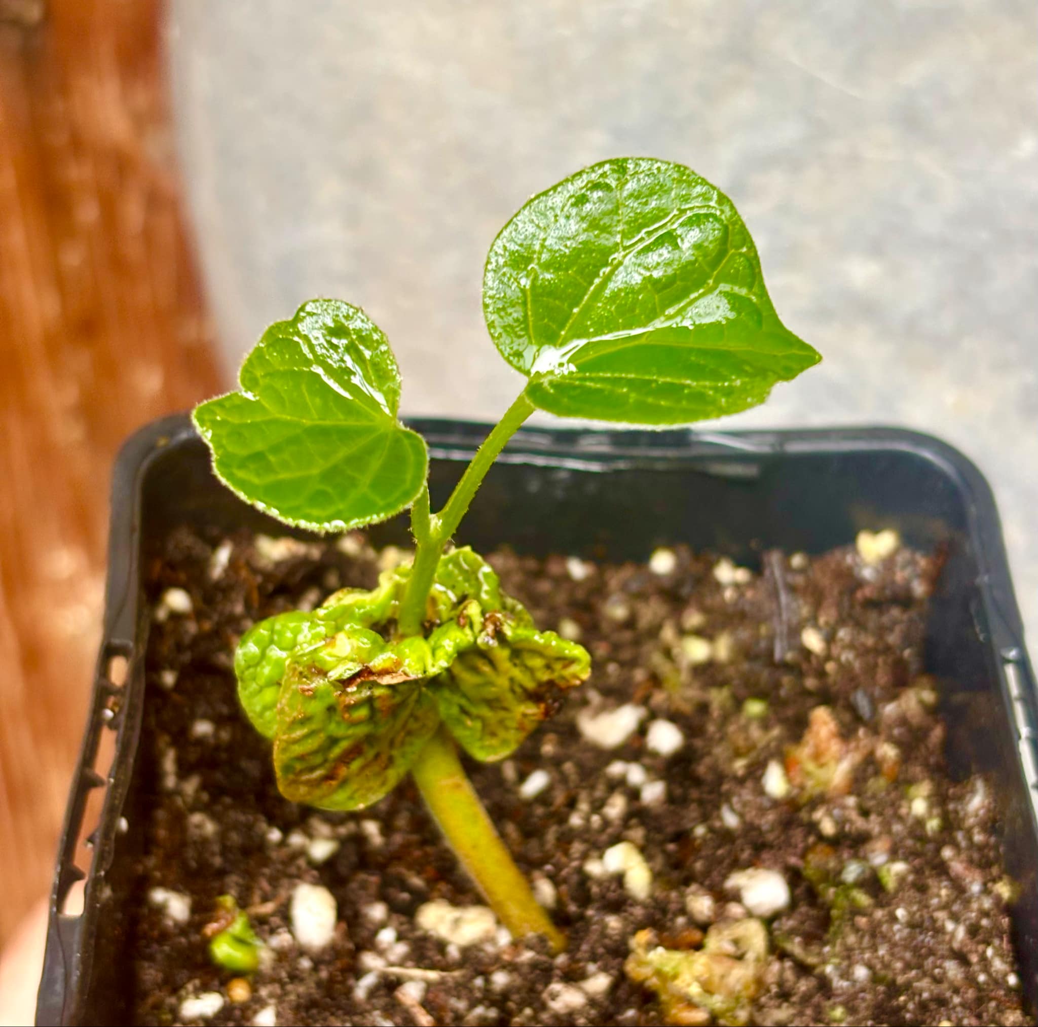 Chupa-Chupa (Matisia cordata)  -  1 fresh potted seedling / 1 frisch getopfter Sämling