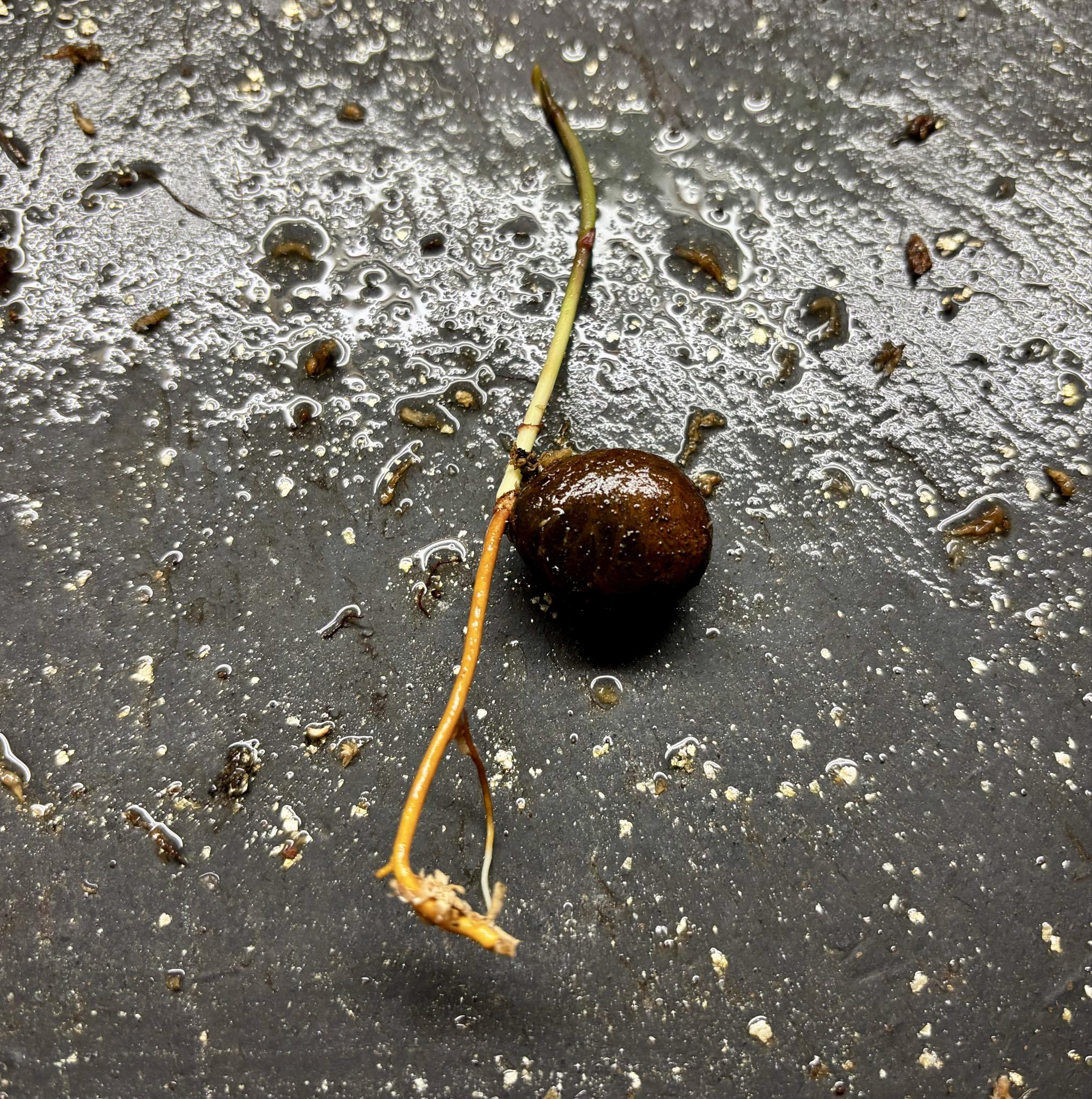 Cherapú Brasileiro  - Garcinia sp. -   1 germinated seed / 1 gekeimter Samen
