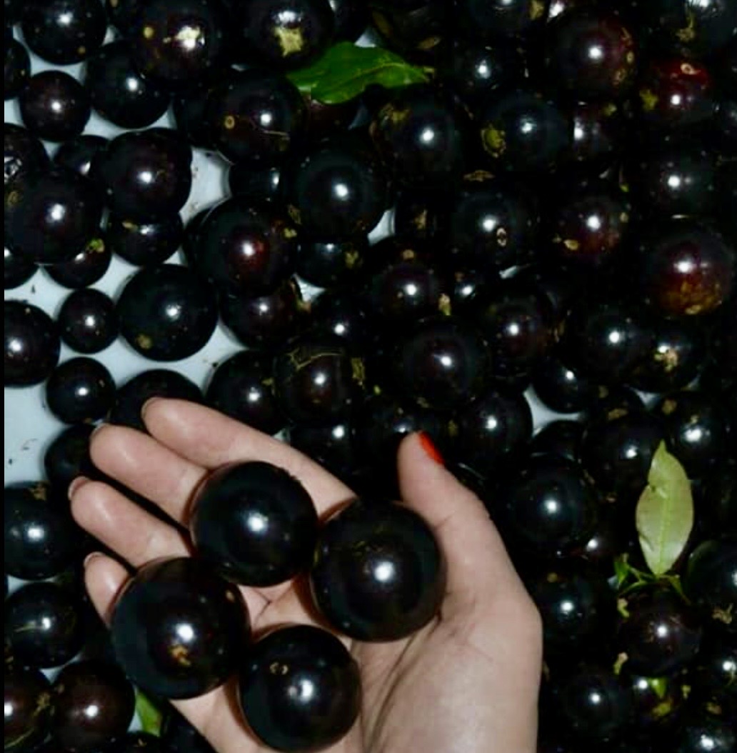 Jabuticaba Açu Paulista - Coleção Otto Andersen (Plinia cauliflora) -  1 fresh seed / 1 frischer Samen