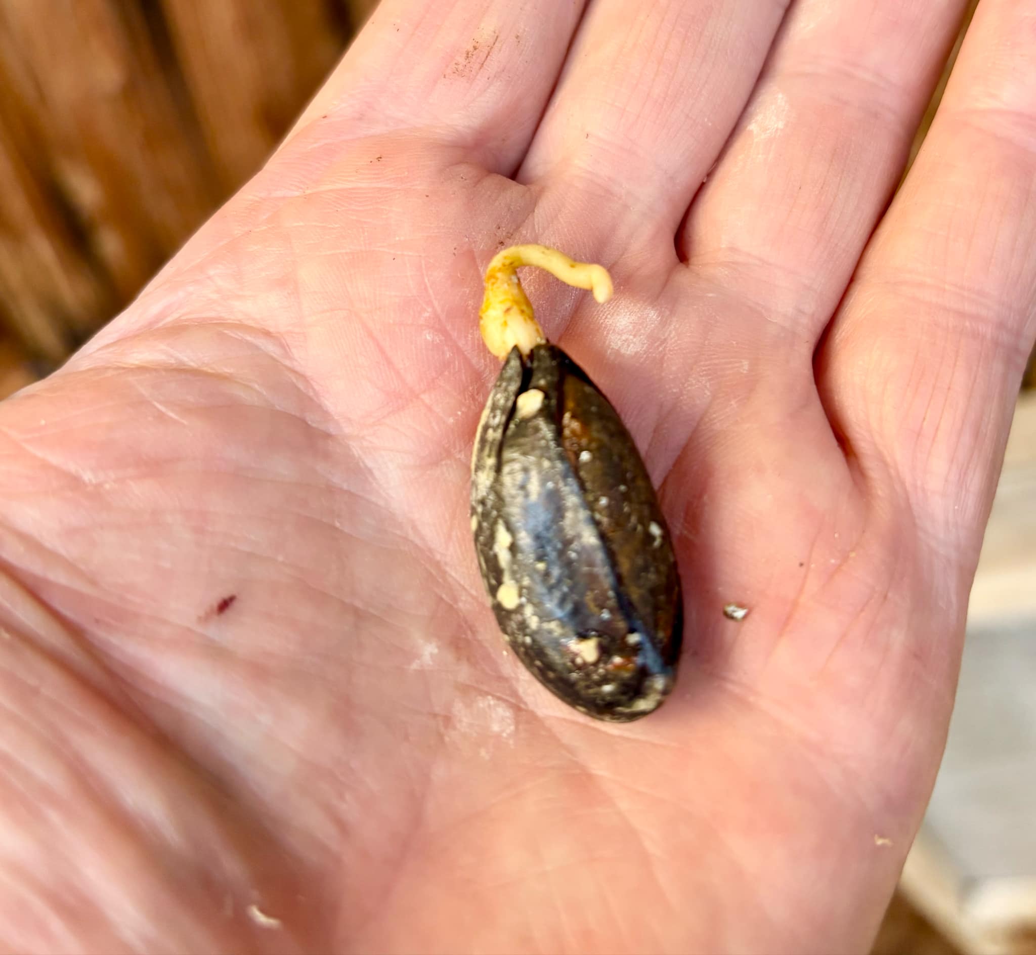 Pouteria torta var. BIG Sul da Bahia  -  1 germinated seed / 1 gekeimter Samen