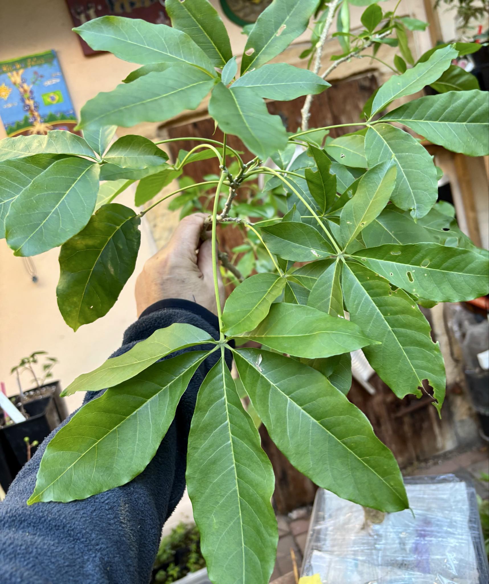 7 years old - White Sapote (Casimiroa edulis) - 1 potted plant / 1 getopfte Pflanze