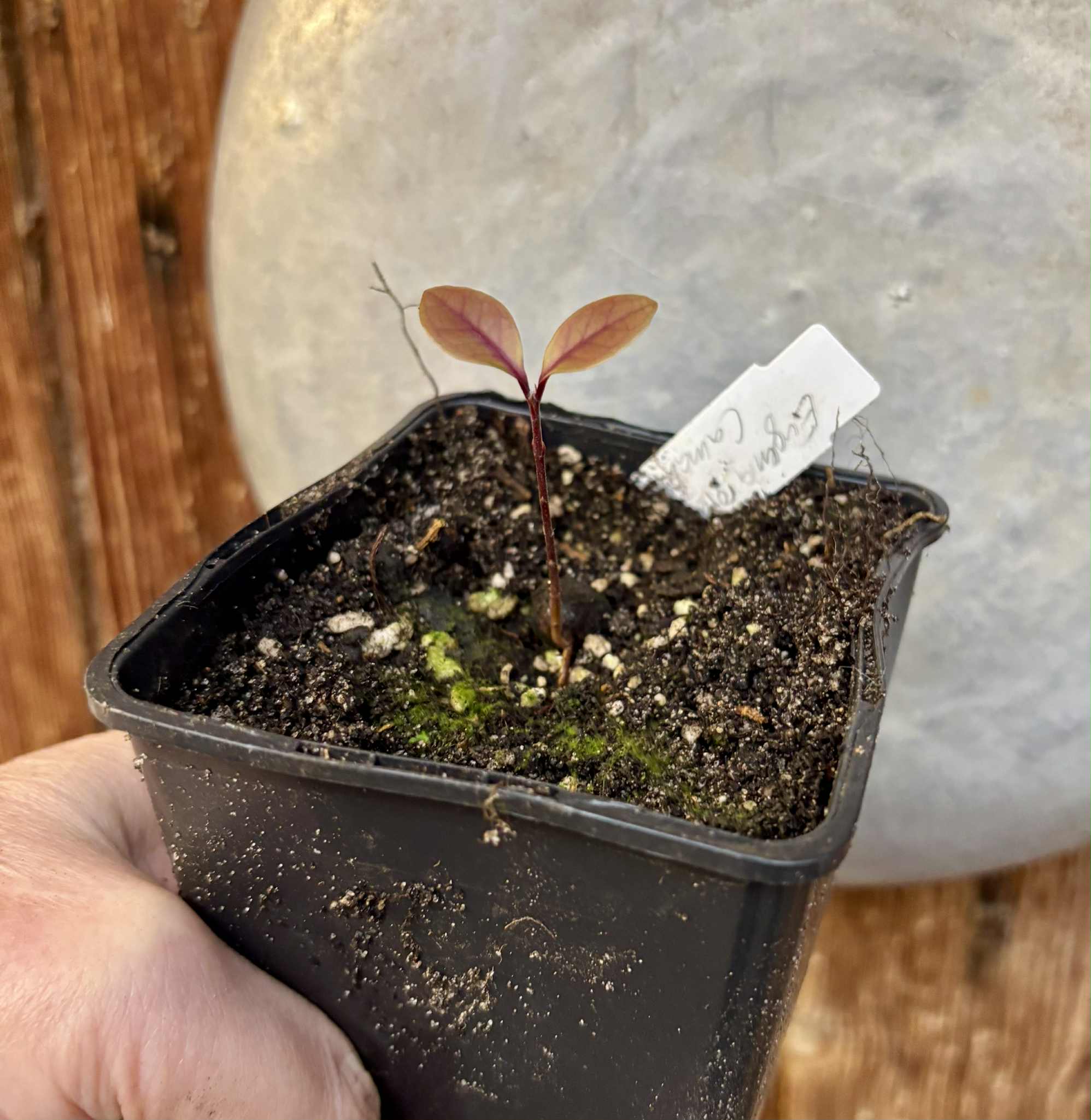 Eugenia rotundifolia var. Camamu - 1 potted seedling / 1 getopfter Sämling