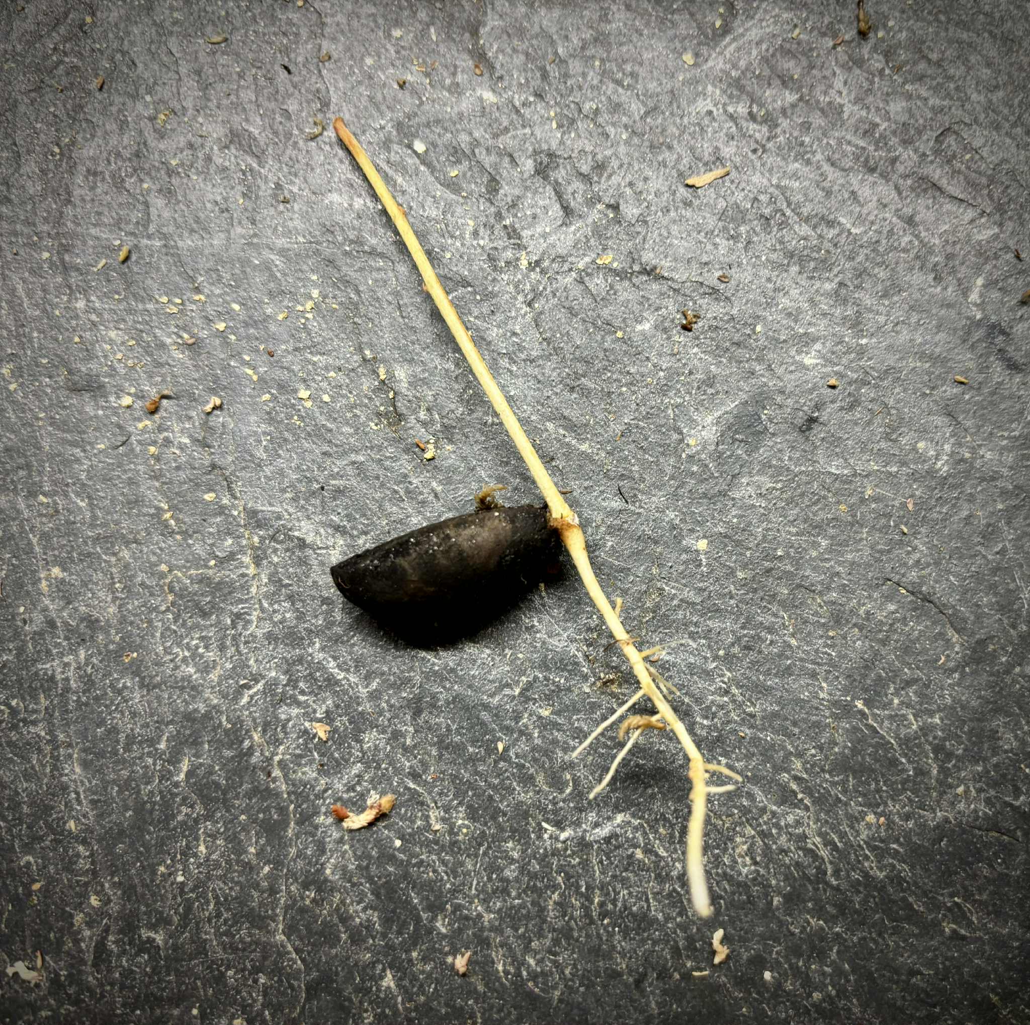 Pouteria beaurepairei  -  1 germinated seed / 1 gekeimter Samen