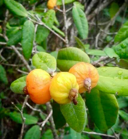 Eugenia sp Laranja Caetite -  1 germinated seed / 1 gekeimter Samen