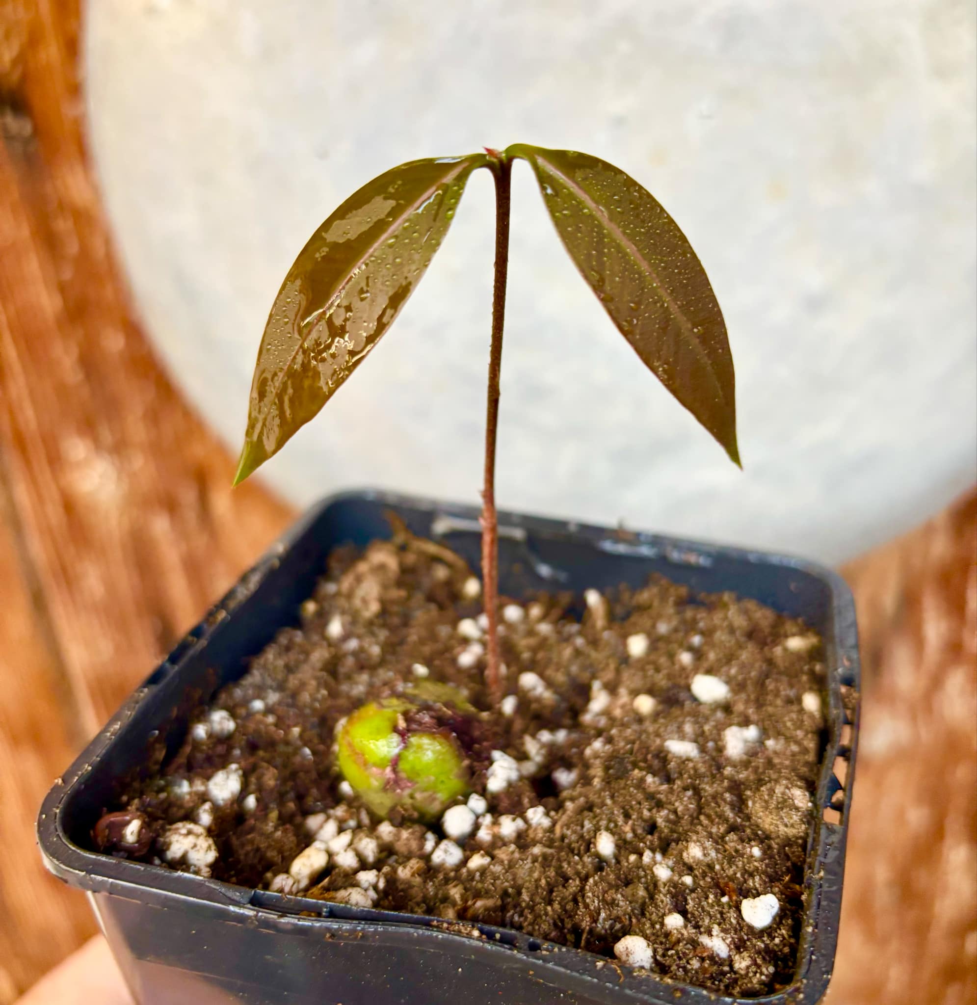 Eugenia sp Abacate -  1 small potted seedling / 1 kleiner, getopfter Sämling