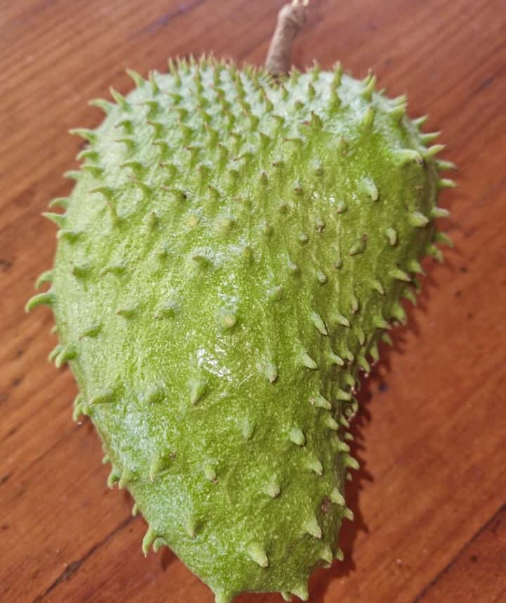 Annona muricata var. ARUSHA - 1 potted plant / 1 getopfte Pflanze