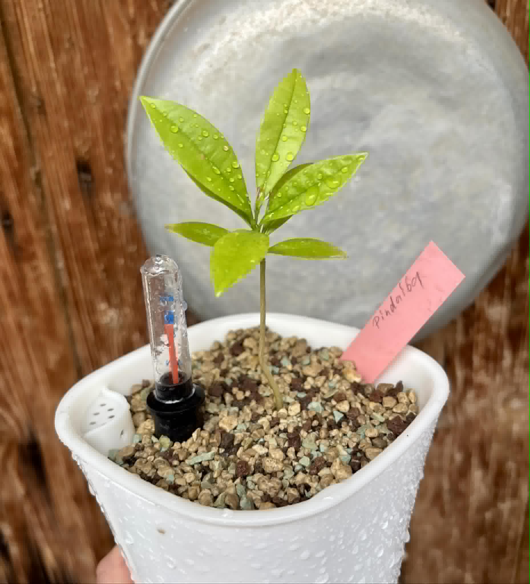 Duguetia lanceolata - Pindaiba - 1 potted seedling / 1 getopfter Sämling