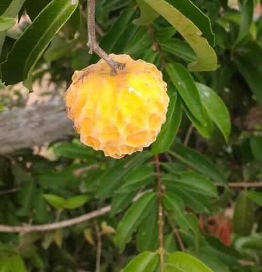 Eugenia sp la de Carneiro - Rare exotic plant - Seltene exotische Pflanze