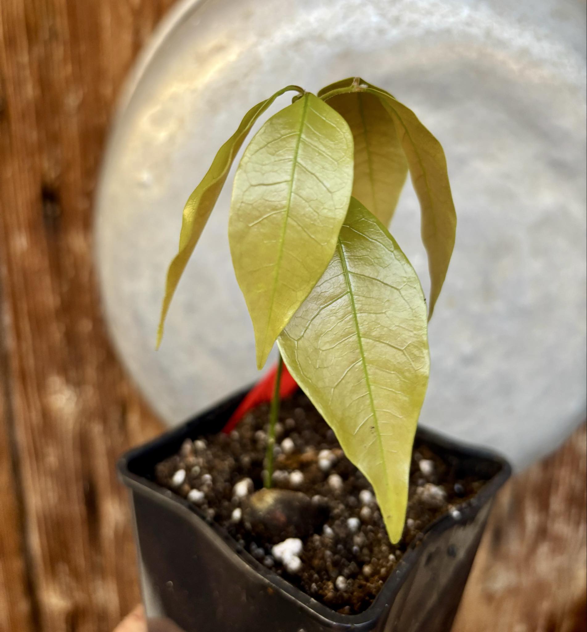 Melicoccus sp Bahia - 1 potted seedling / 1 getopfter Sämling