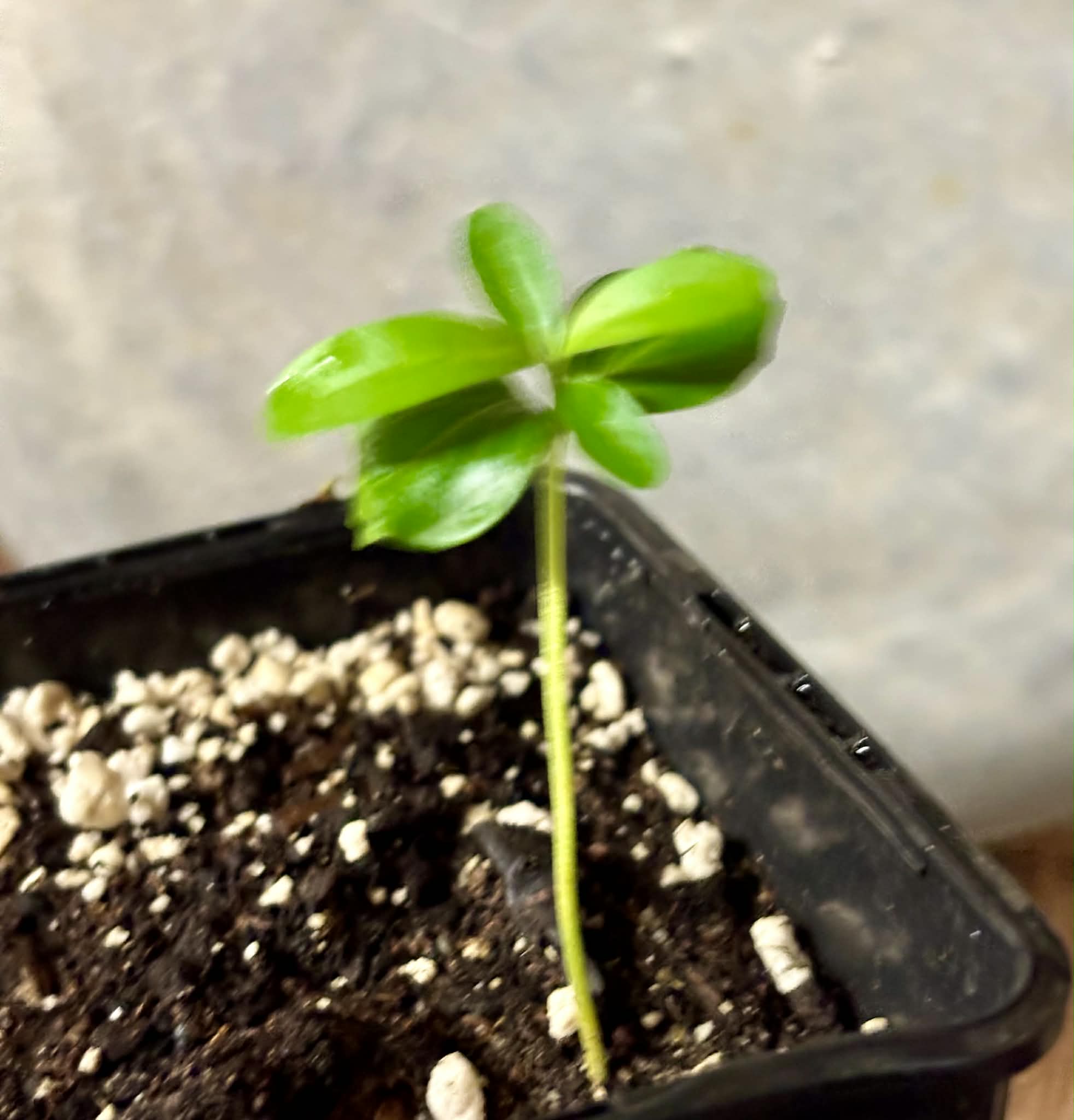 Kei Apple (Dovyalis caffra) - 1 potted plant / 1 getopfte Pflanze