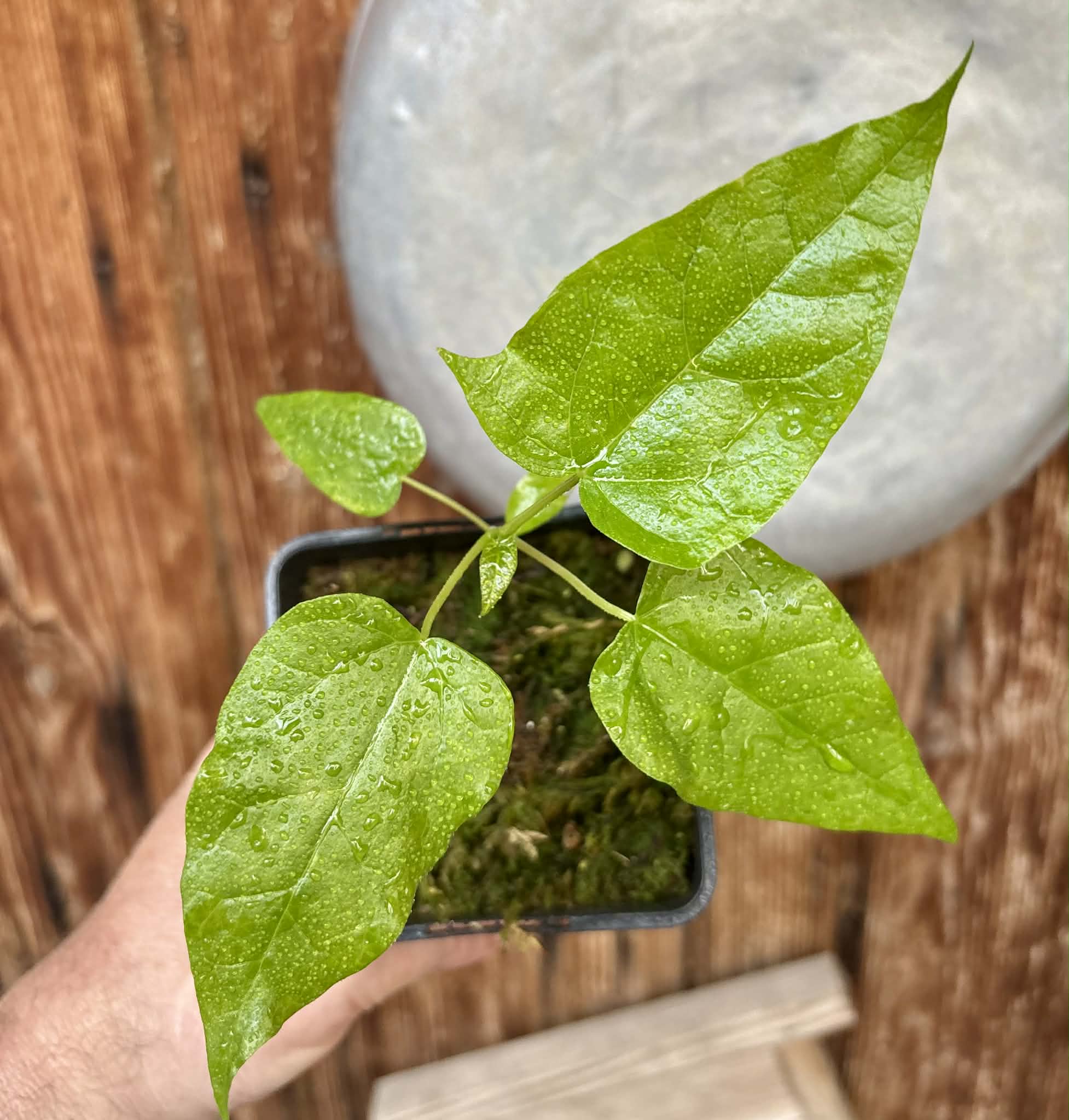 Oak Leaf Papaya (Vasconcellea quercifolia) - 1 potted plant / 1 getopfte Pflanze