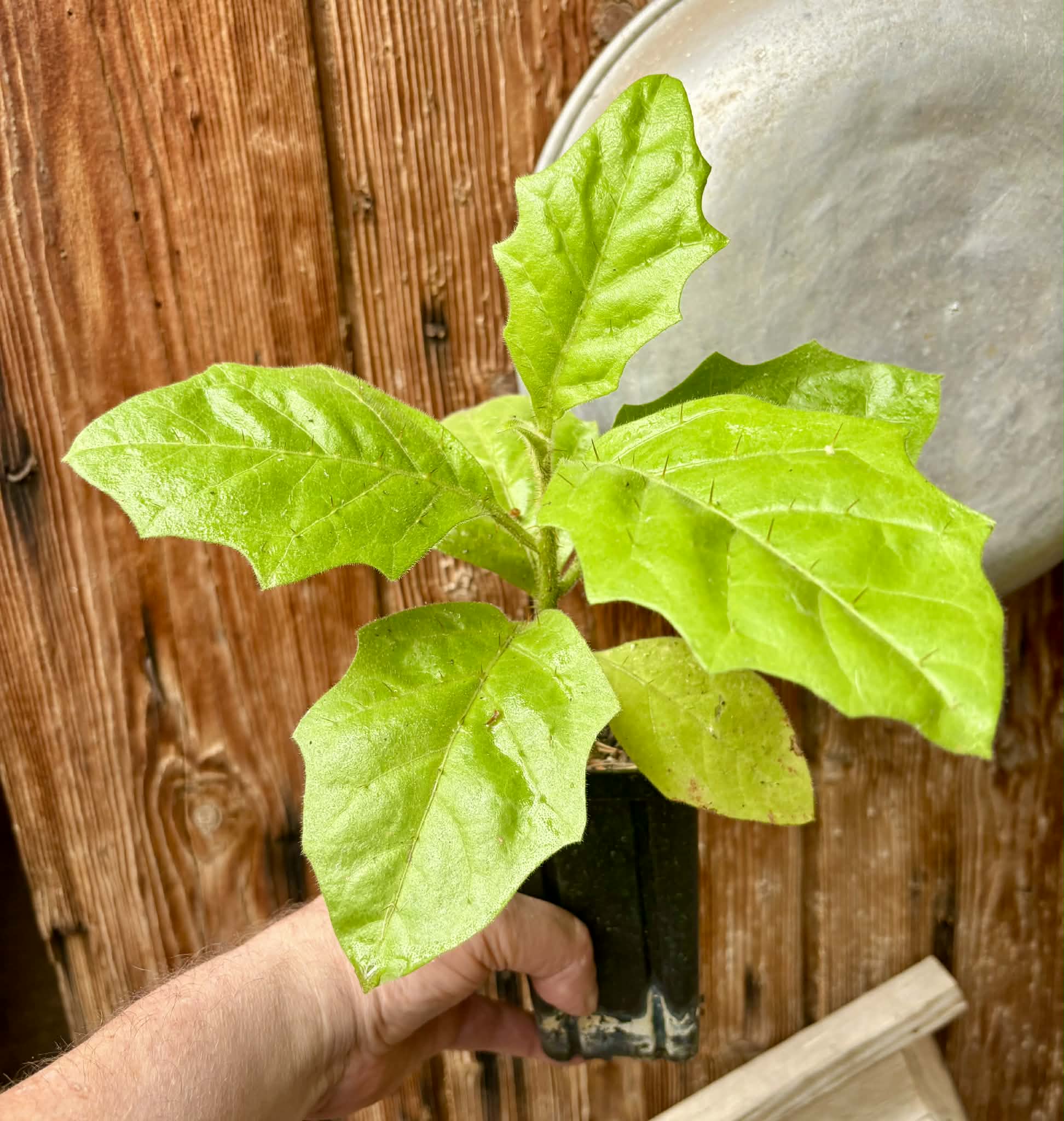 Solanum rumpincola - 1 potted seedling / 1 getopfter Sämling