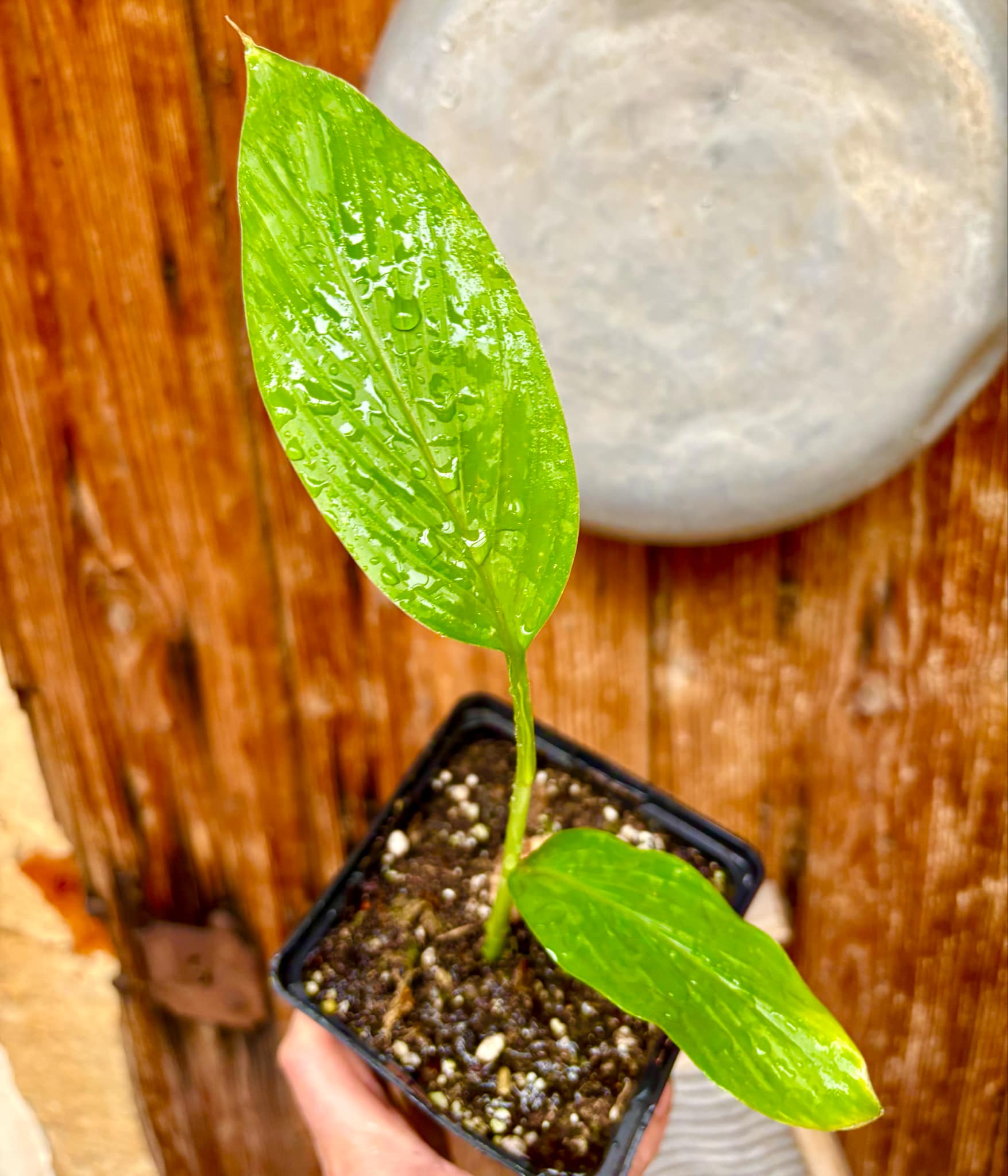 Tumeric / Kurkuma (Curcuma longa) small plant - 1 potted plant, 1 getopfte Pflanze