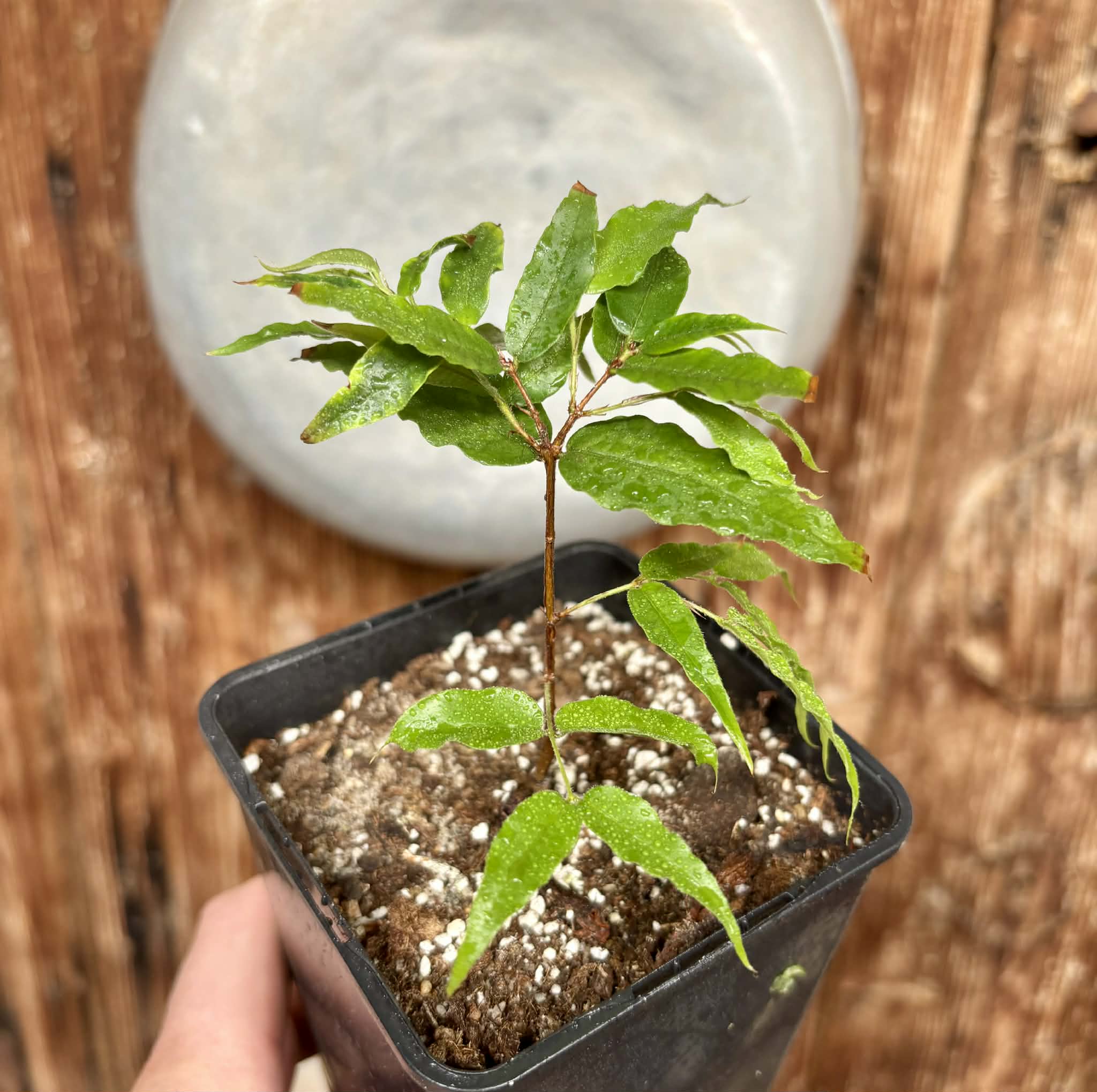 Plinia sp. Serrena Argentina -  1 potted plant / 1 getopfte Pflanze
