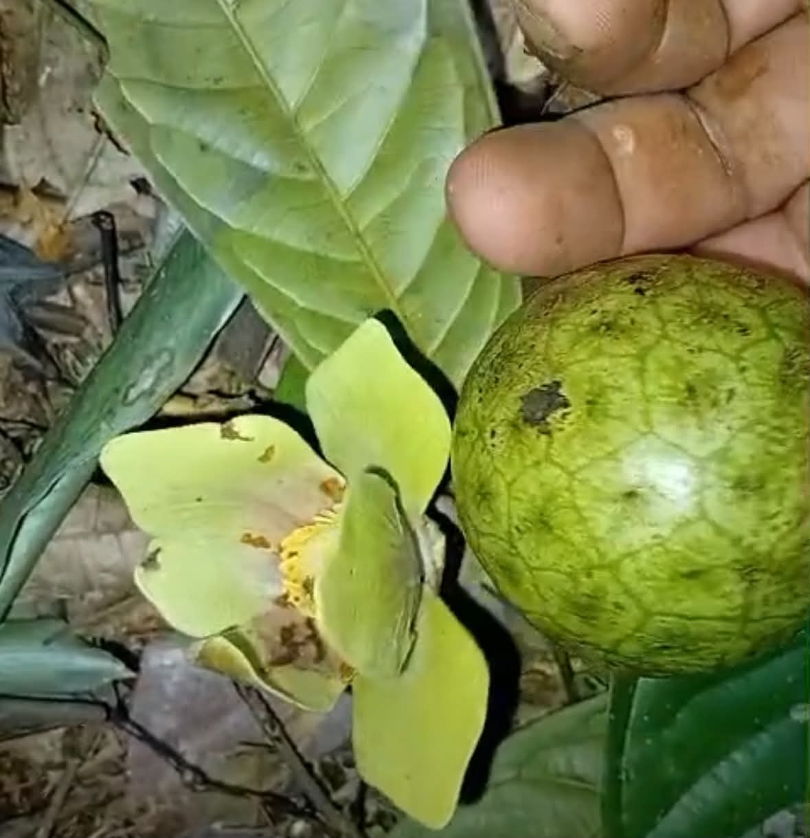 Fusea longifolia - 1 germinated seed / 1 gekeimter Samen