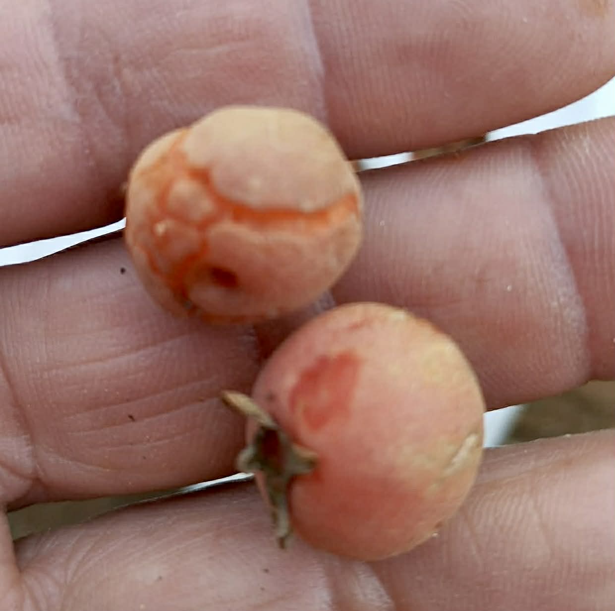 Pre Order - Eugenia sp Pitanguinha Orange - 1 fresh seed / 1 frischer Samen