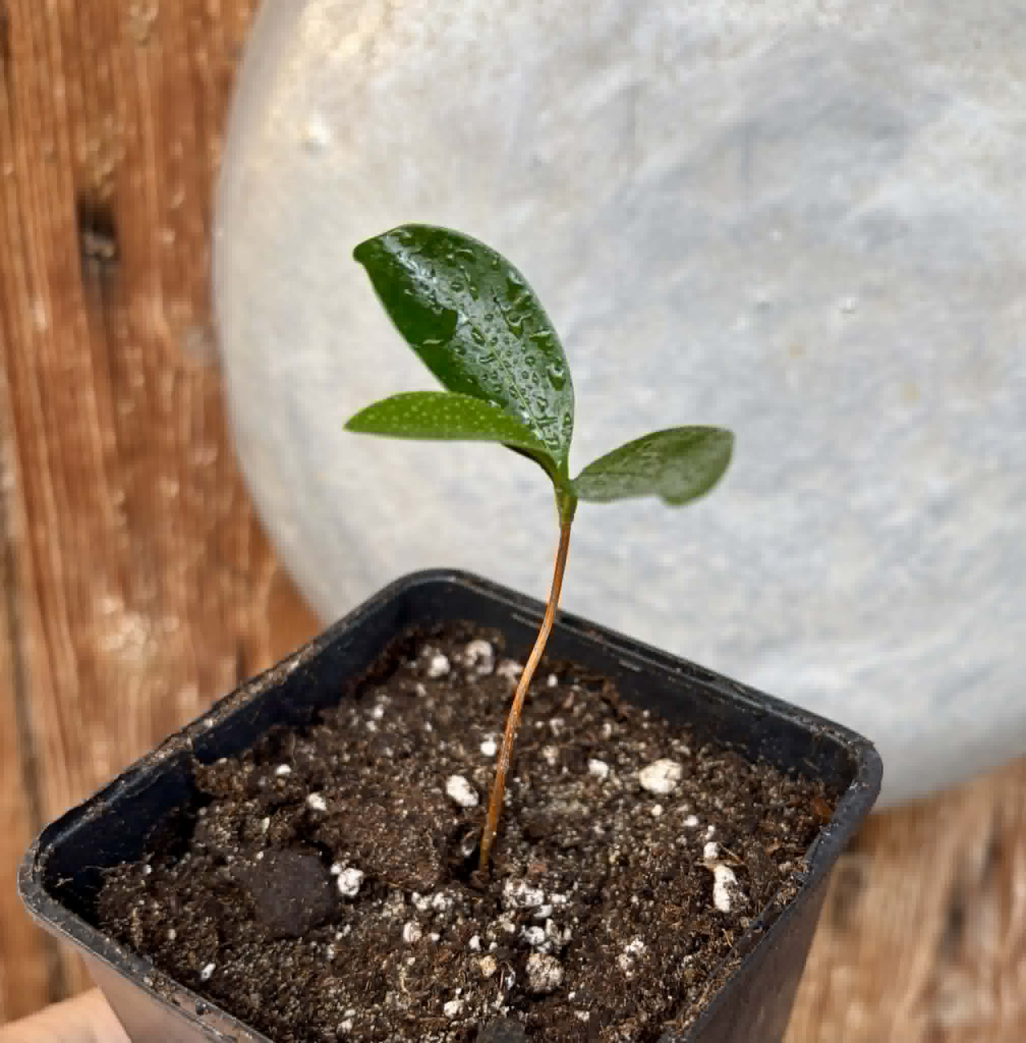 Aquai (Chrysophyllum gonocarpum var. BIG Itacare)  -  1 potted seedling / 1 getopfter Sämling