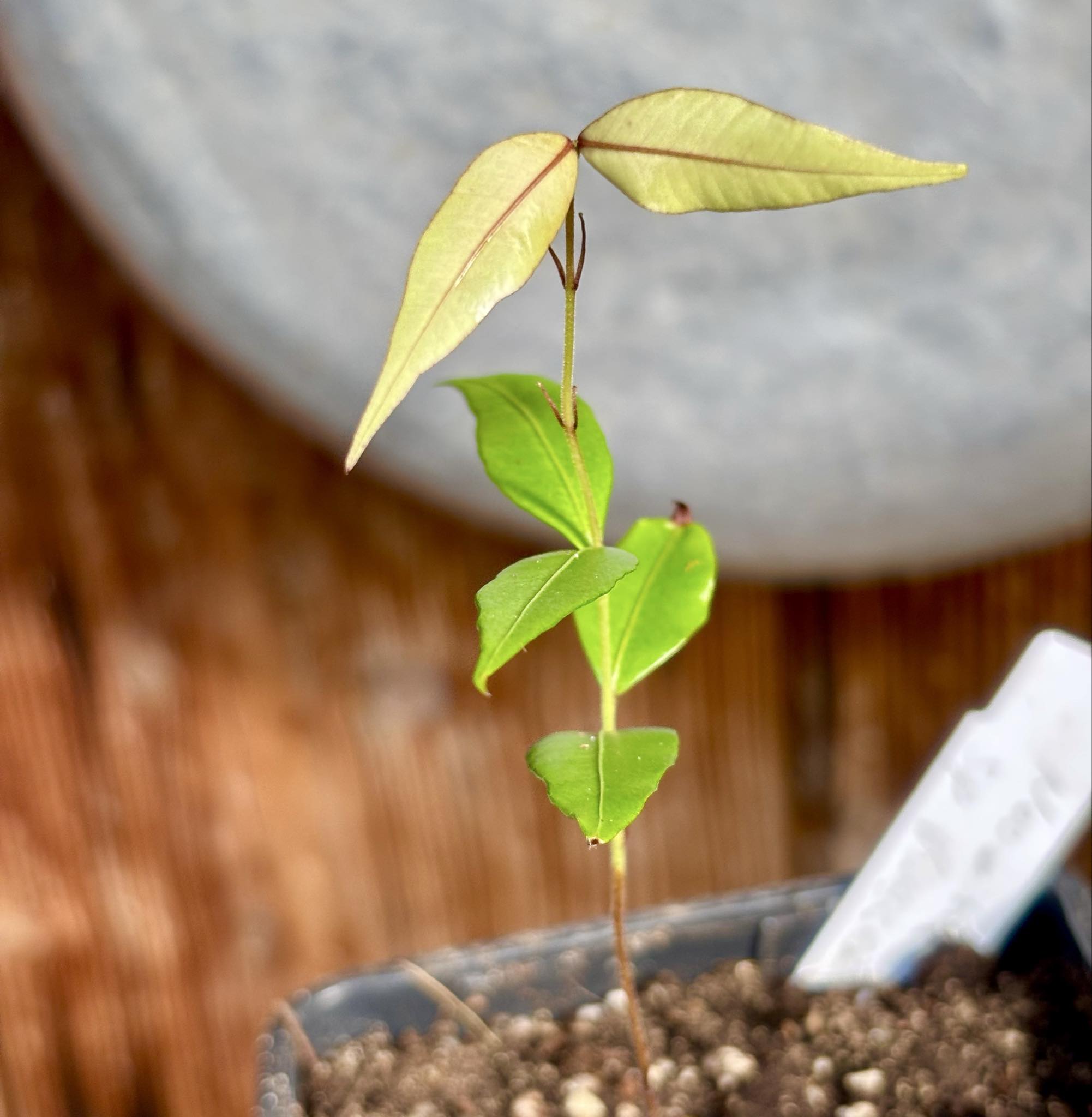 Neomitranthes sp Vinaceo - 1 small potted seedling / 1 kleiner, getopfter Sämling