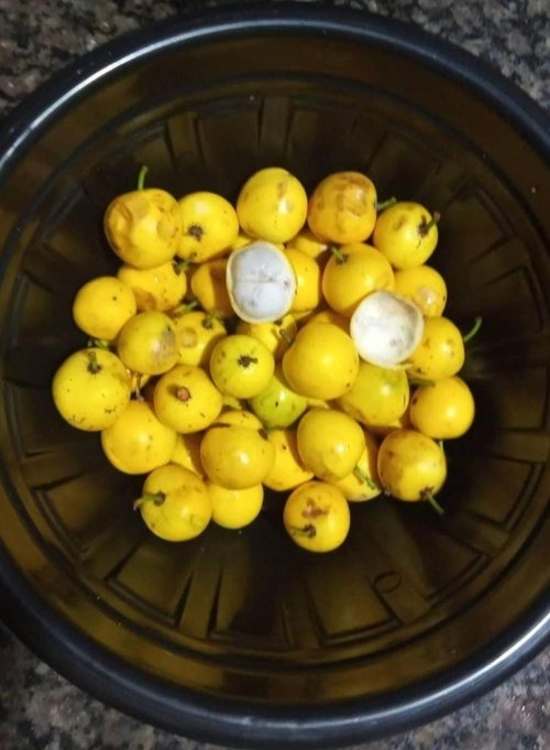 Garcinia sp Amazonas Nova - 1 fresh seed / 1 frischer Samen