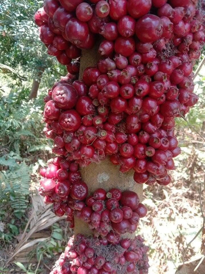 Pre Order - Syzygium rubrocarpum - 1 fresh seed / 1 frischer Samen