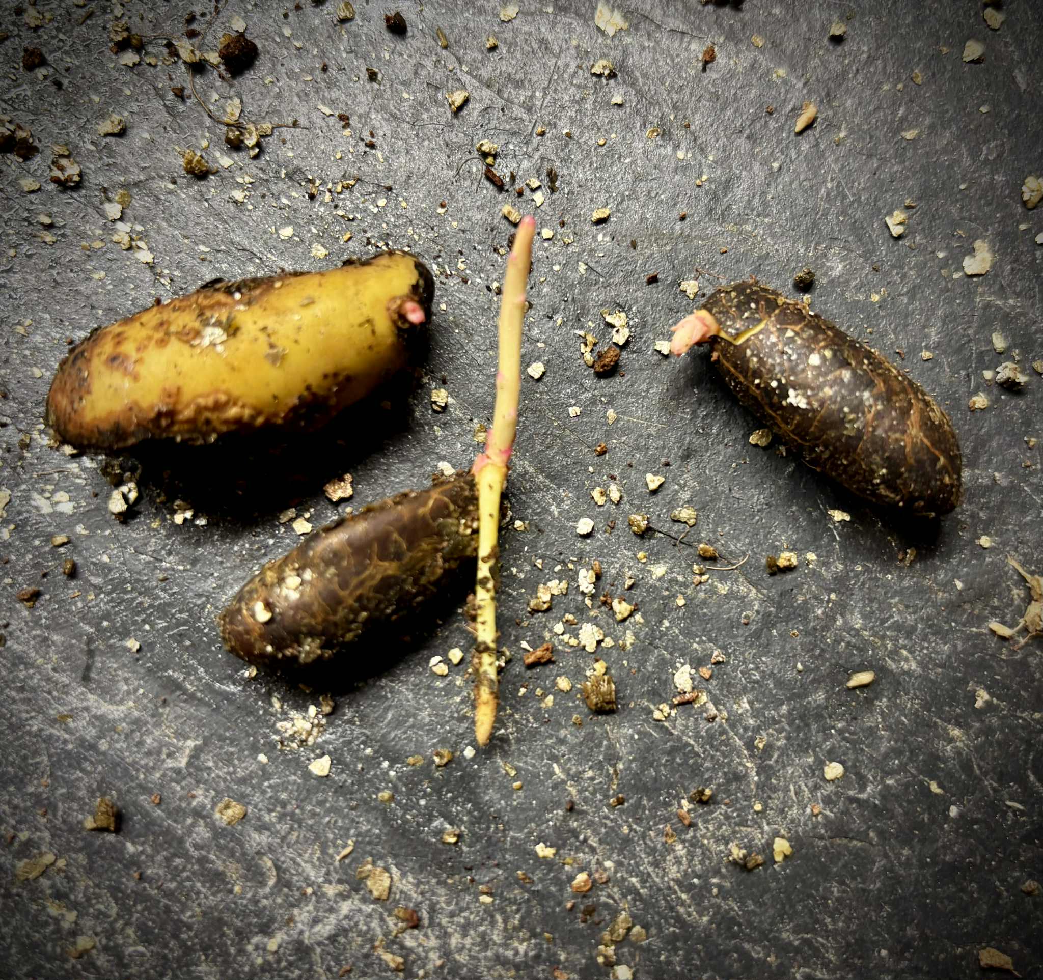 Garcinia dulcis - Mundu  - 1 germinated seed / 1 gekeimter Samen