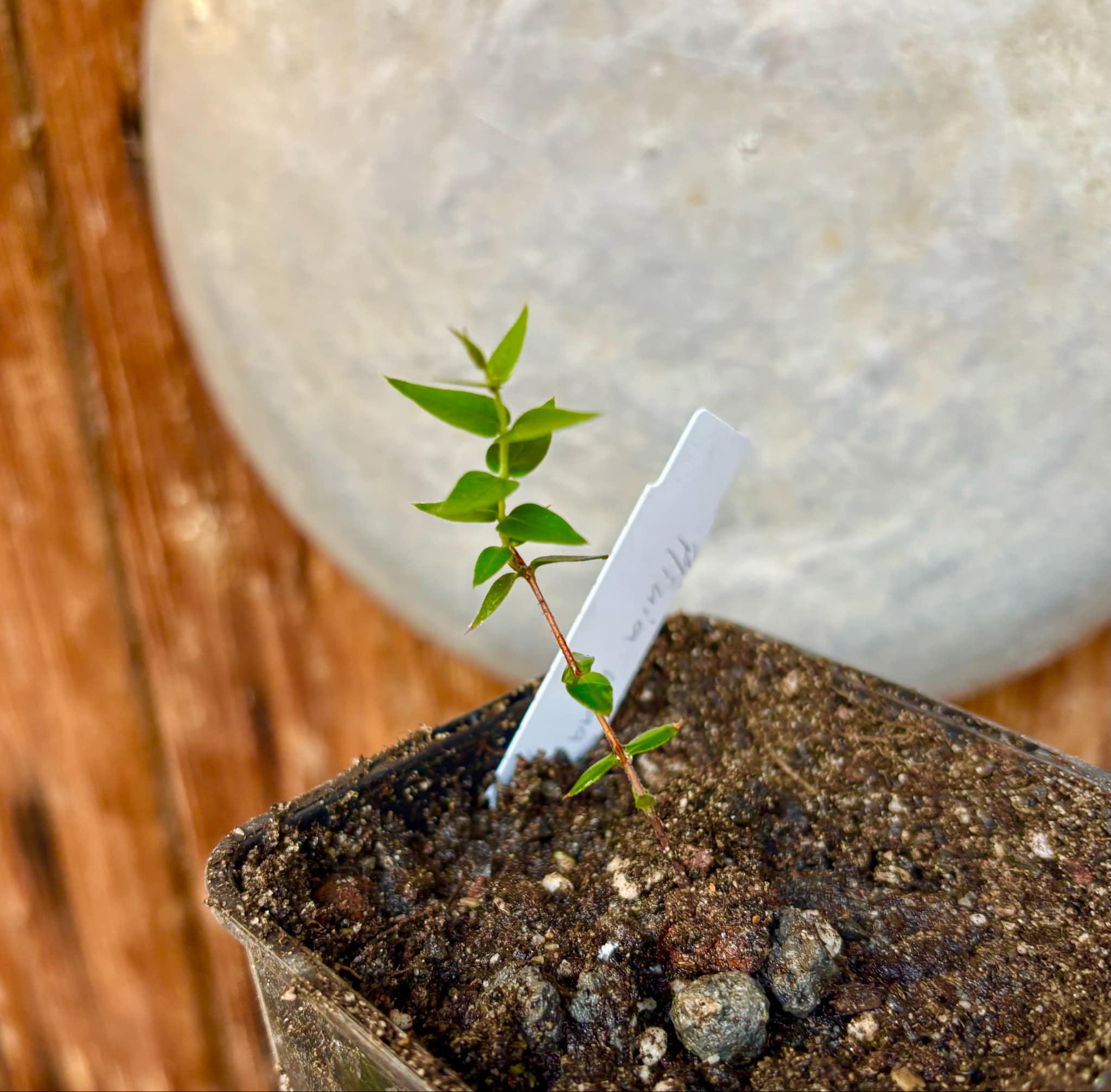 Plinia nana - 1 small potted plant / 1 kleine, getopfte Pflanze