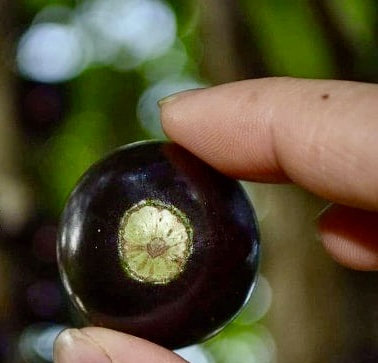 10 years old - Jaboticaba Val Paraiso (Plinia coronata var. Val Paraiso) - 1 potted plant / 1 getopfte Pflanze 