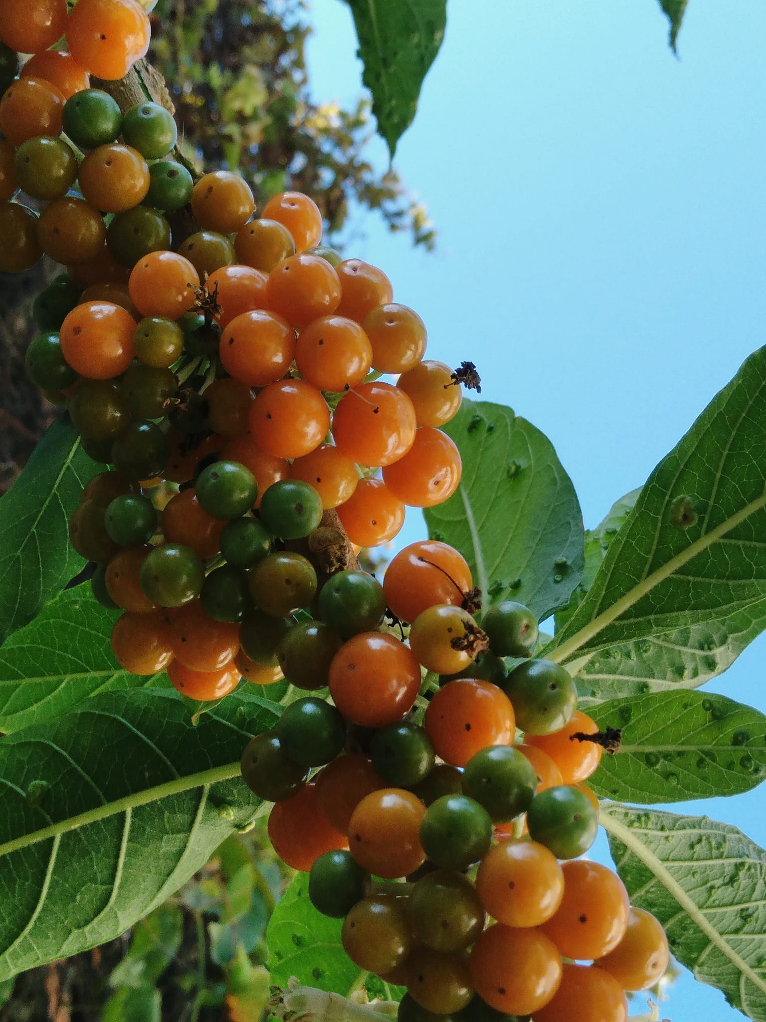 Fruta de Sabia (Iochroma arborescens) - 1 fresh seed / 1 frischer Samen