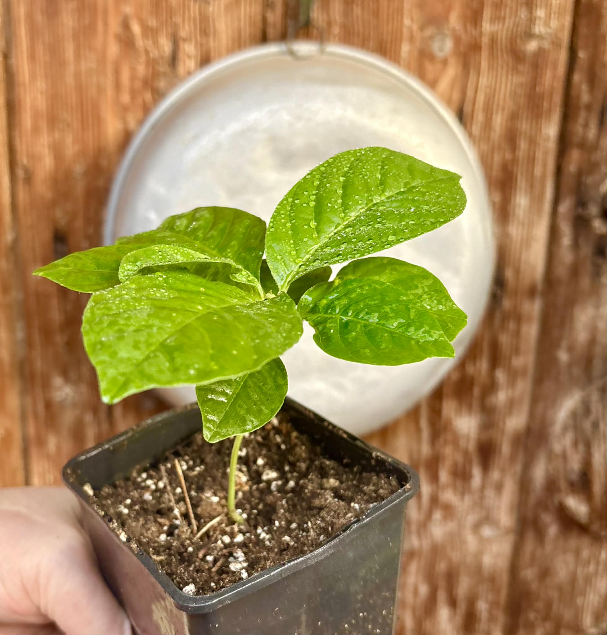Passiflora quadrangularis - 1 potted seedling / 1 getopfter Sämling