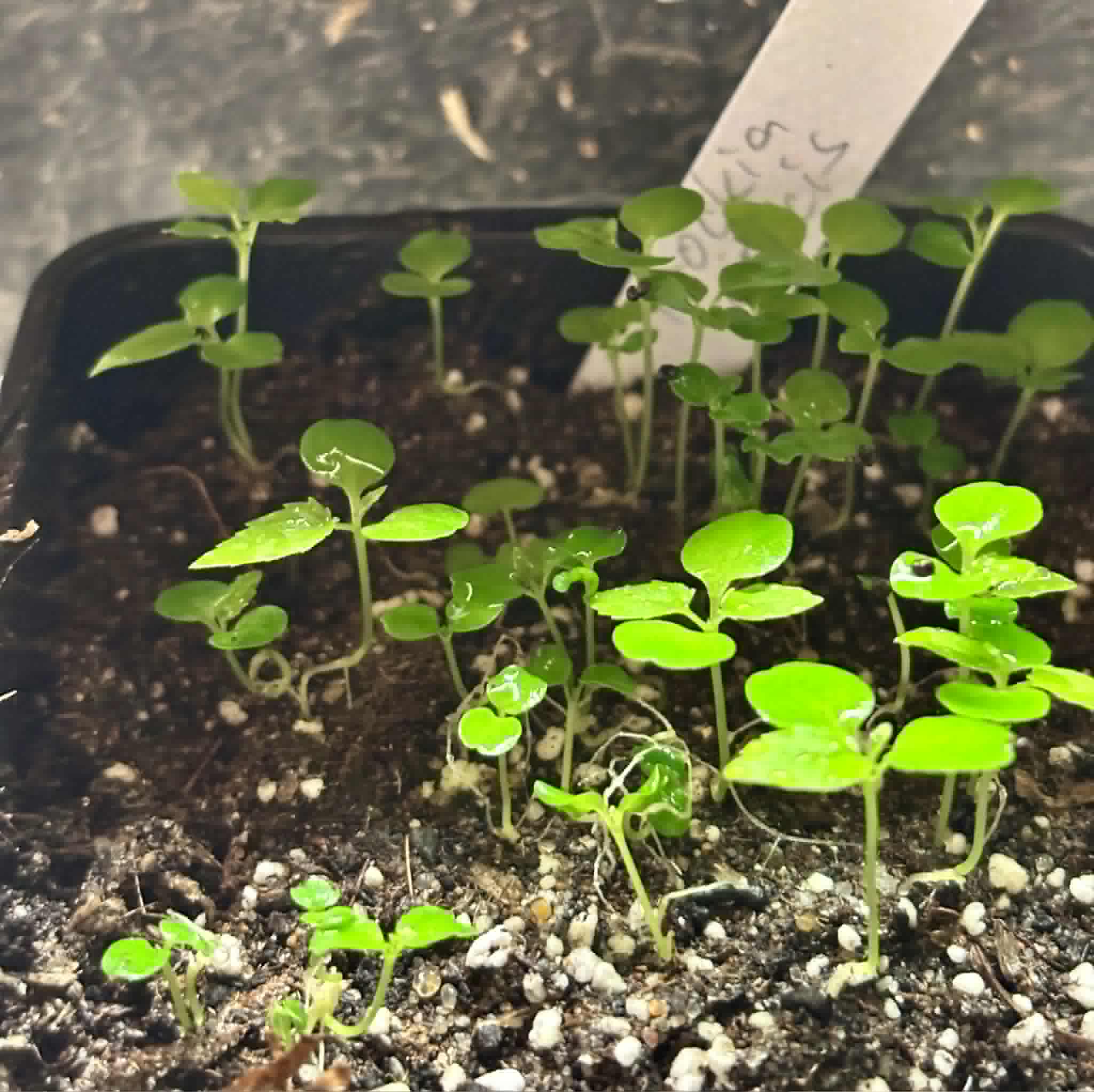 Guaí (Prockia crucis) - 1 germinated seed / 1 gekeimter Samen
