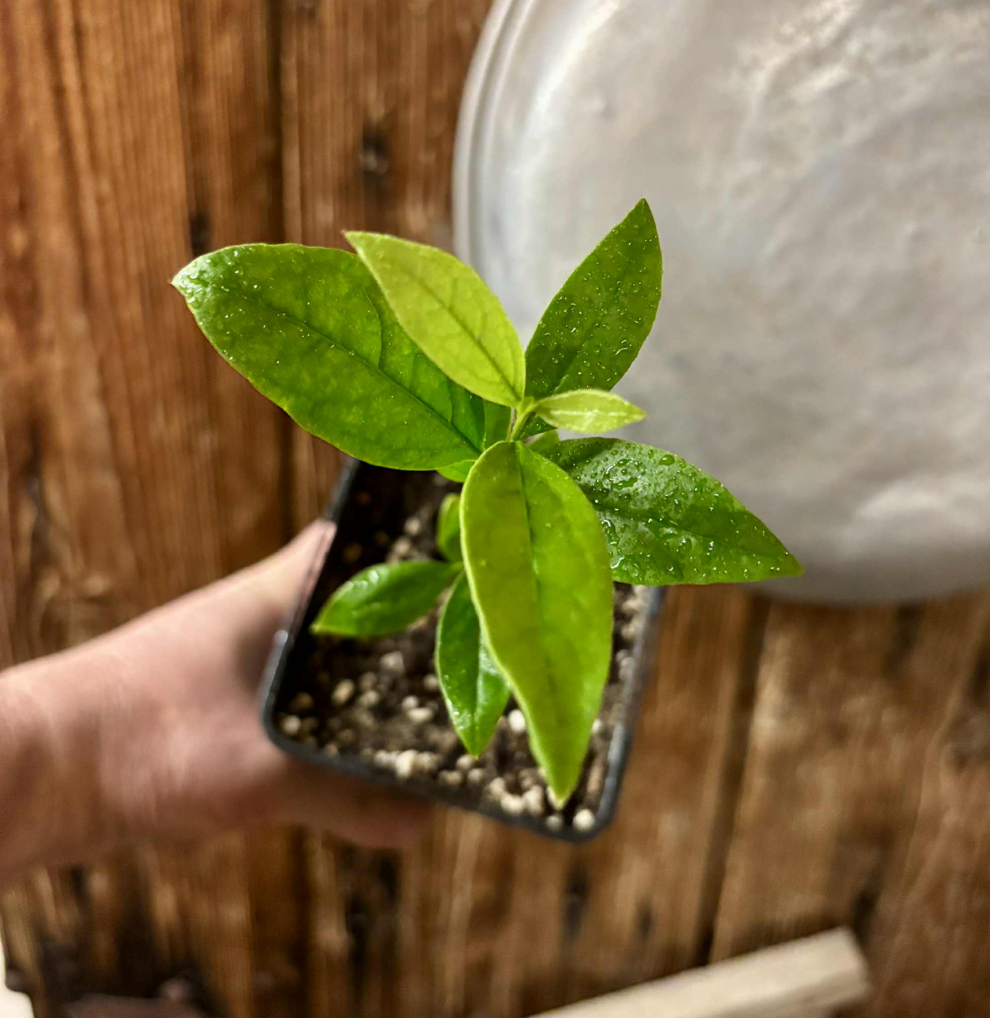 Ximenia americana - Ameixa da Caatinga - 1 potted seedling / 1 getopfter Sämling