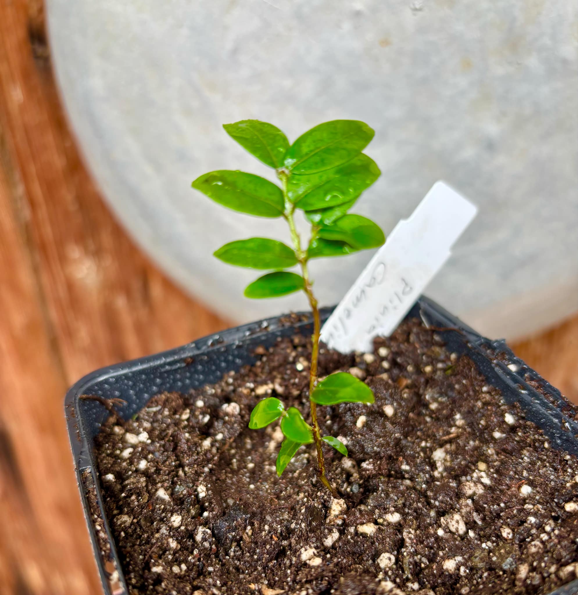 Jaboticaba - Plinia sp Canelinha Polpa branca - 1 small potted seedling / 1 kleiner, getopfter Sämling