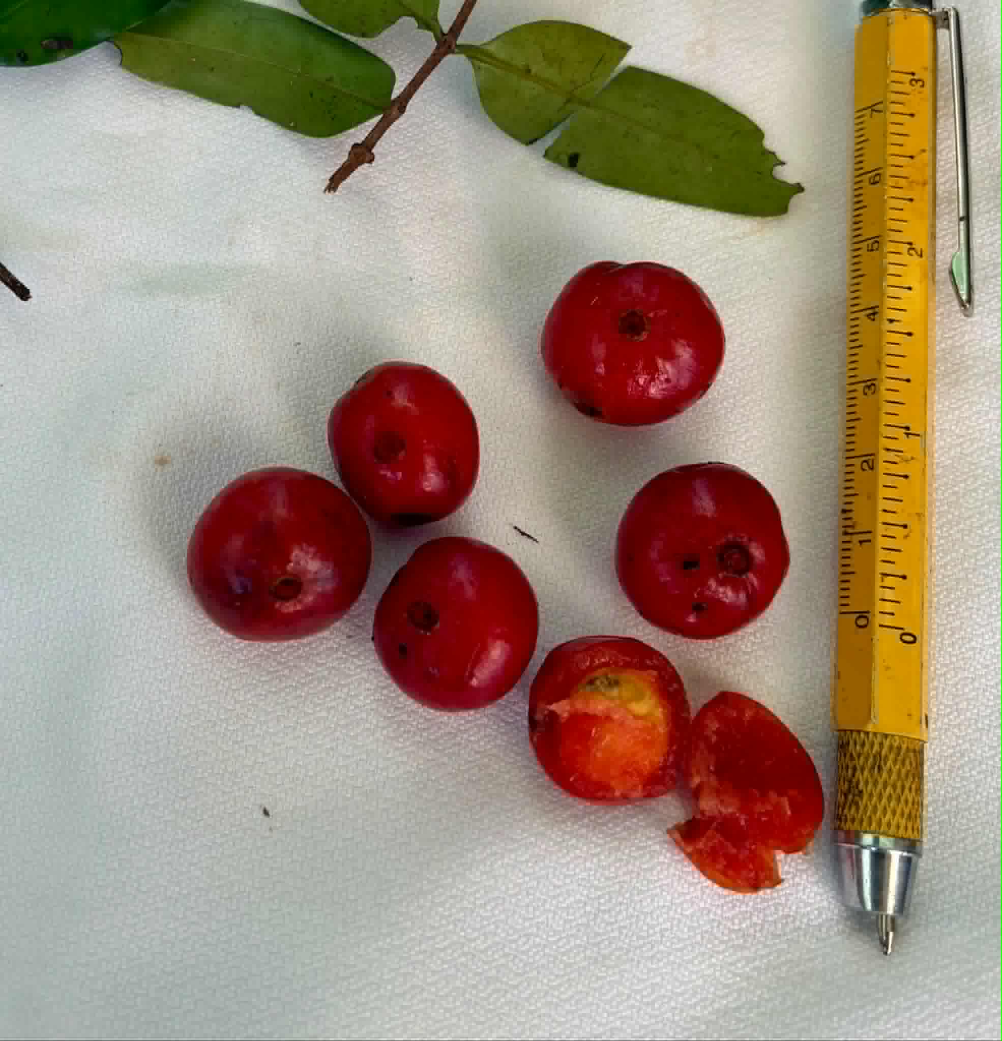Pre Order - Mouriri sp rubra formosa - 1 fresh seed / 1 frischer Samen