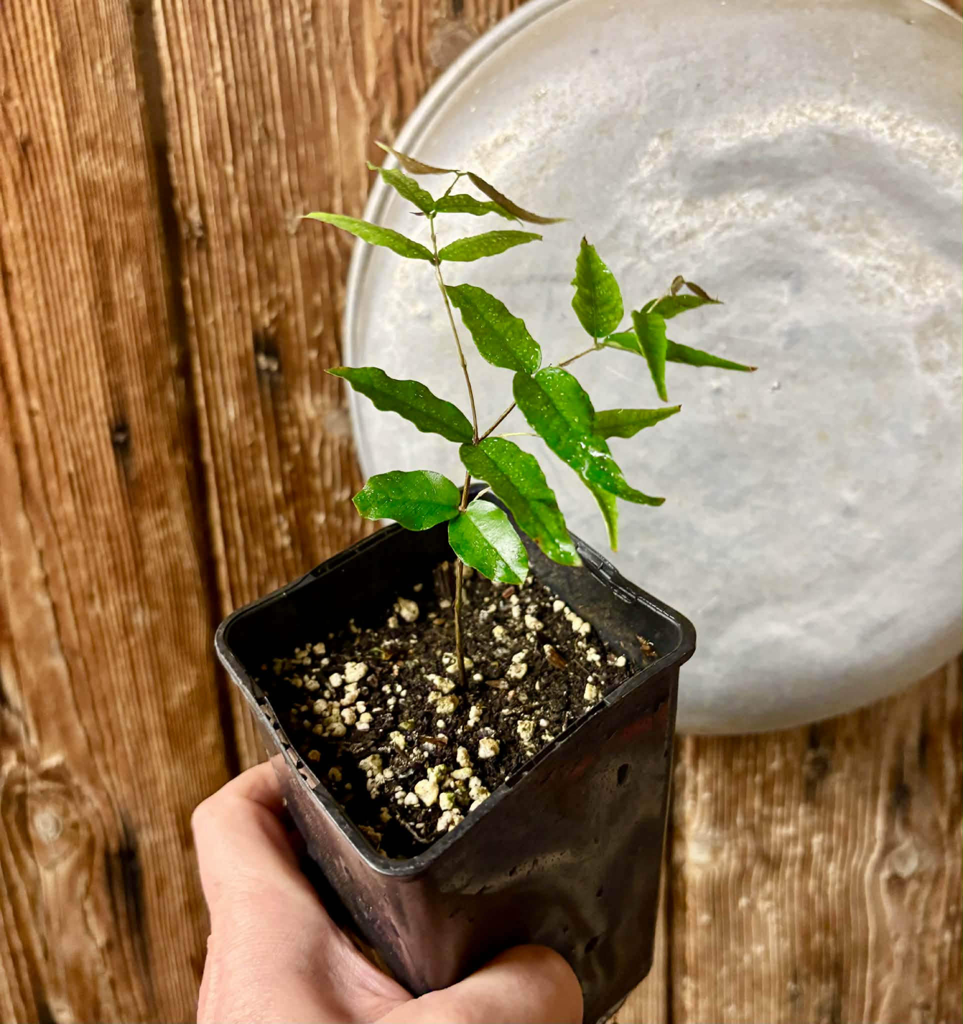 Plinia sp Cabo longo Sao Joao -  1 potted seedling / 1  getopfter Sämling