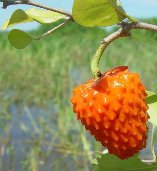 Annona cornifolia - Araticum de Raposa  - 1 fresh seed / 1 frischer Samen