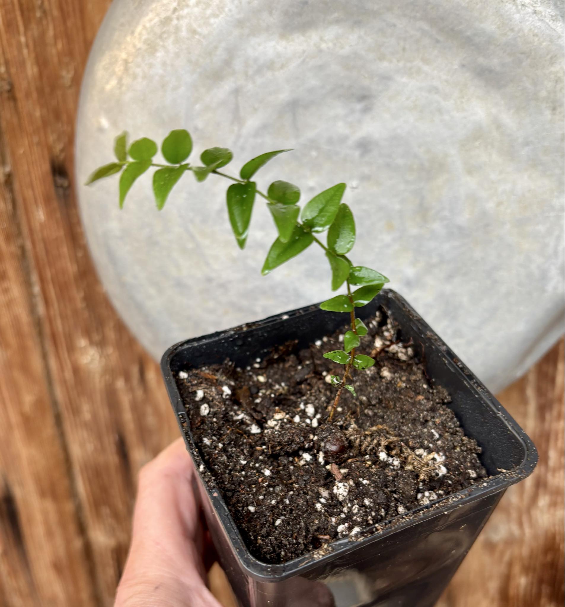 Myrciaria sp Joinville - 1 potted plant / 1 getopfte Pflanze