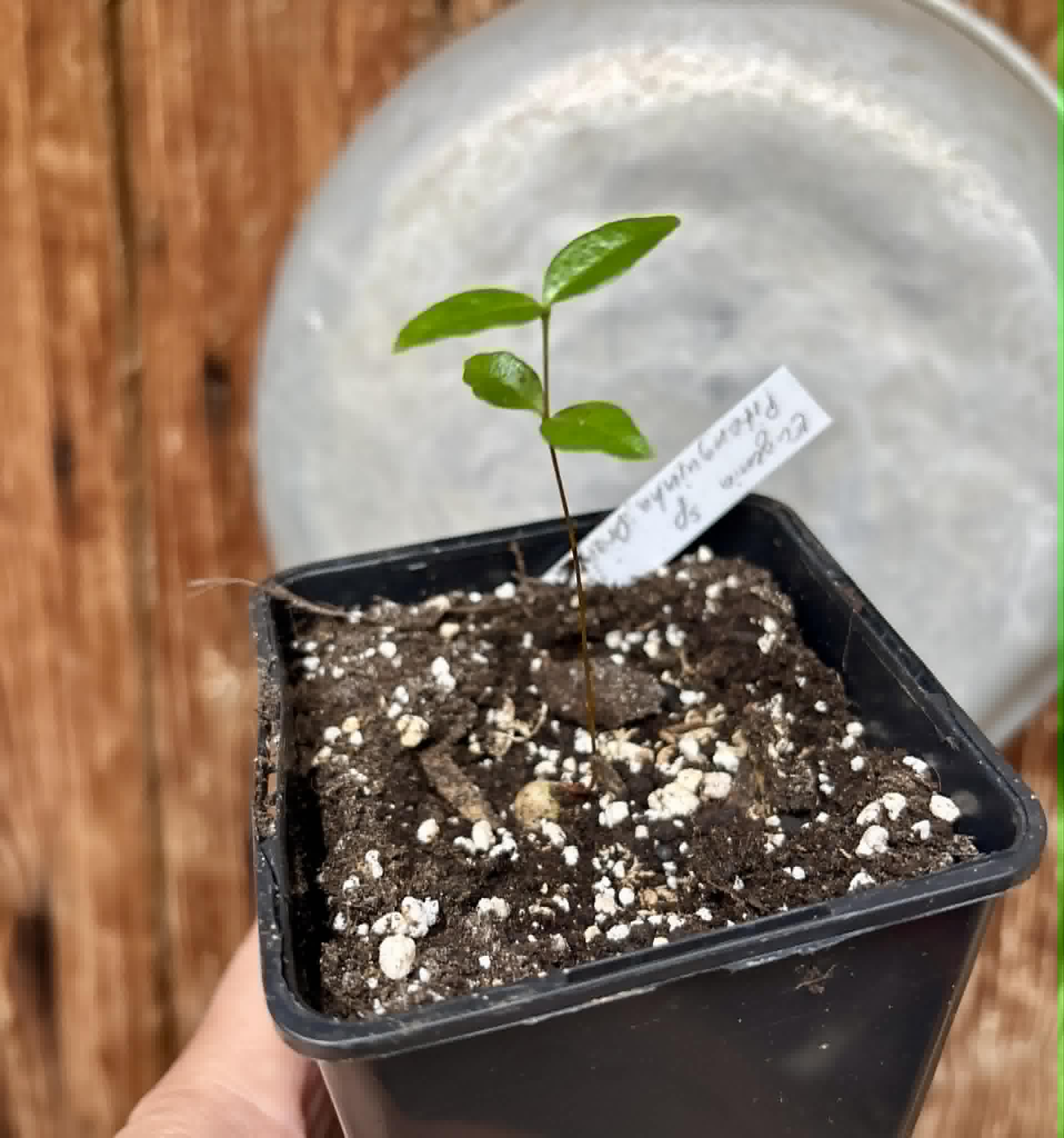 Eugenia sp Pitanguinha Orange - 1 potted seedling / 1 getopfter Sämling