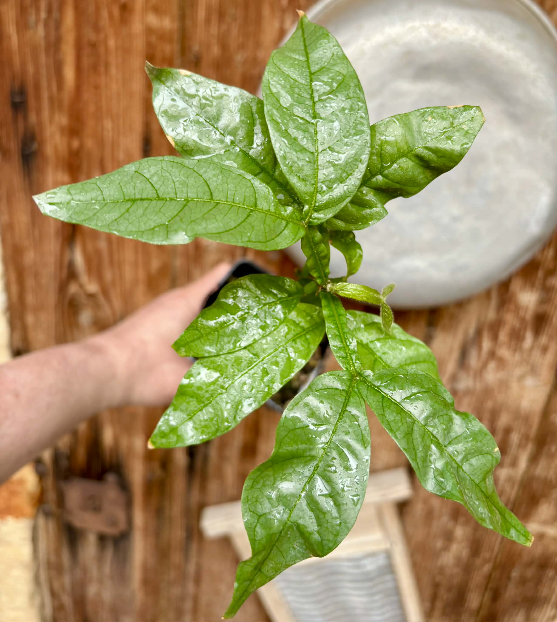 Inga spectabilis - Machete Ice cream bean - 1 potted plant / 1 getopfte Pflanze