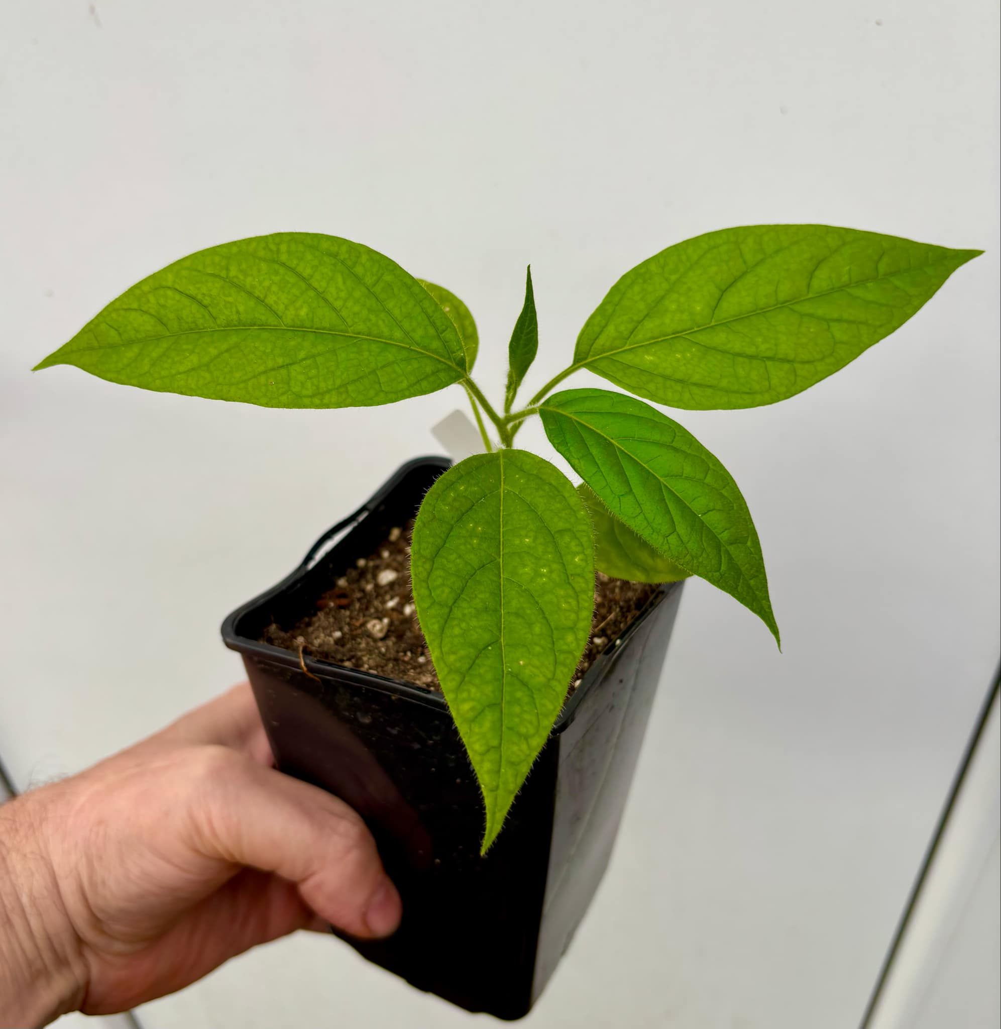Solanum luridifuscescens - Tomatao Verde Piloso - 1 small potted seedling / 1 kleiner, getopfter Sämling Solanum luridifuscescens - Tomatao Verde Piloso - 1 small potted seedling / 1 kleiner, getopfter Sämling