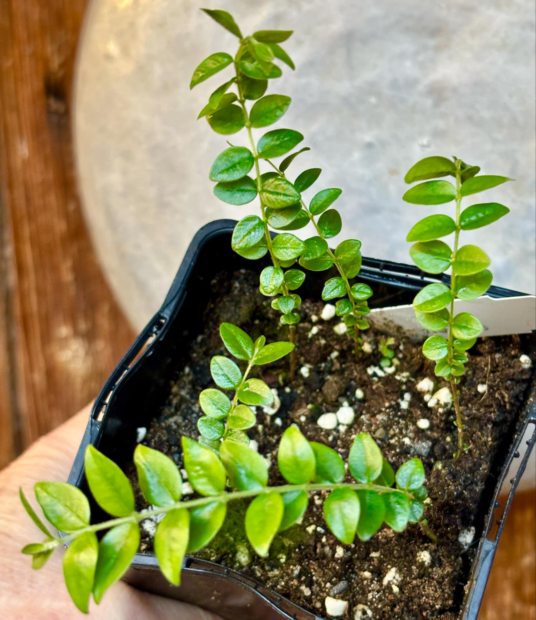3 seedlings - Myrciaria sp Pastora - 3 small potted seedlings / 3 kleine, getopfte Sämlinge