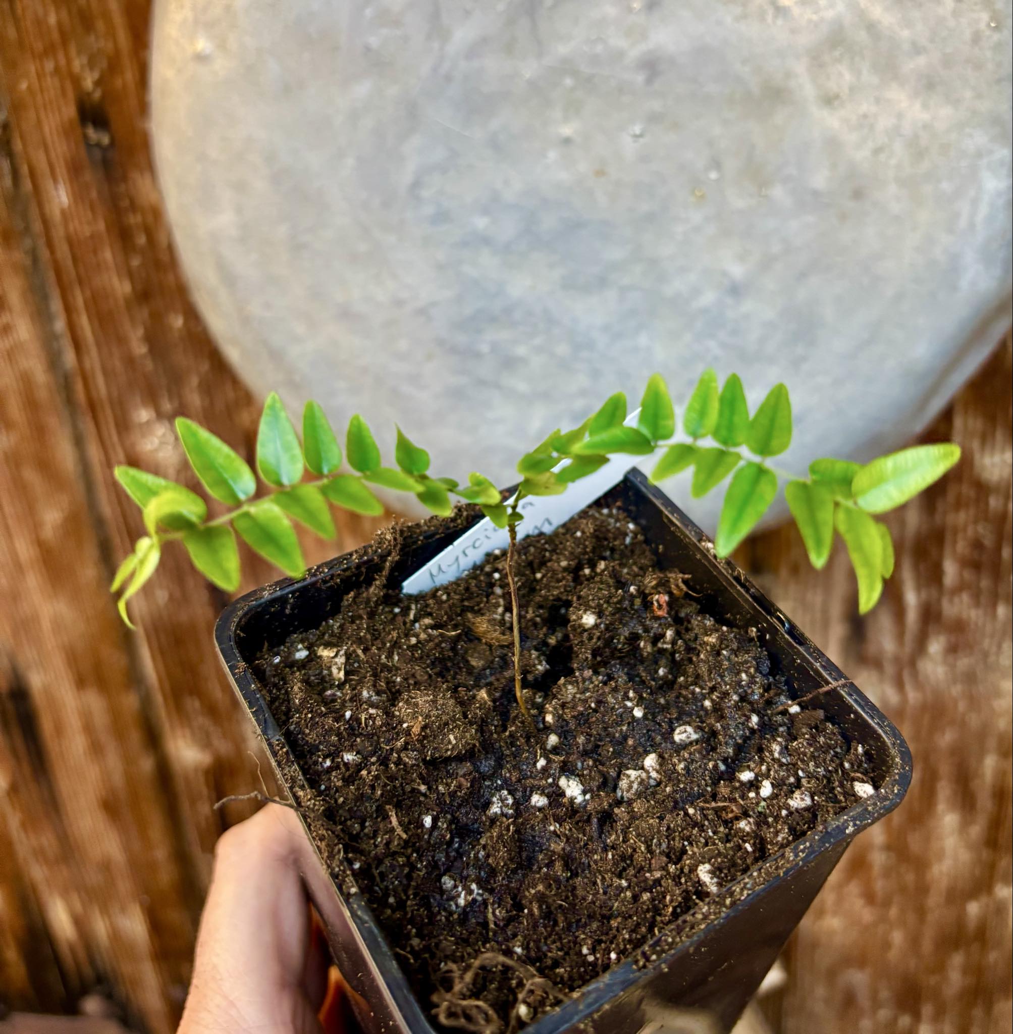 Myrciaria sp Maruim - 1 potted seedling / 1 getopfter Sämling