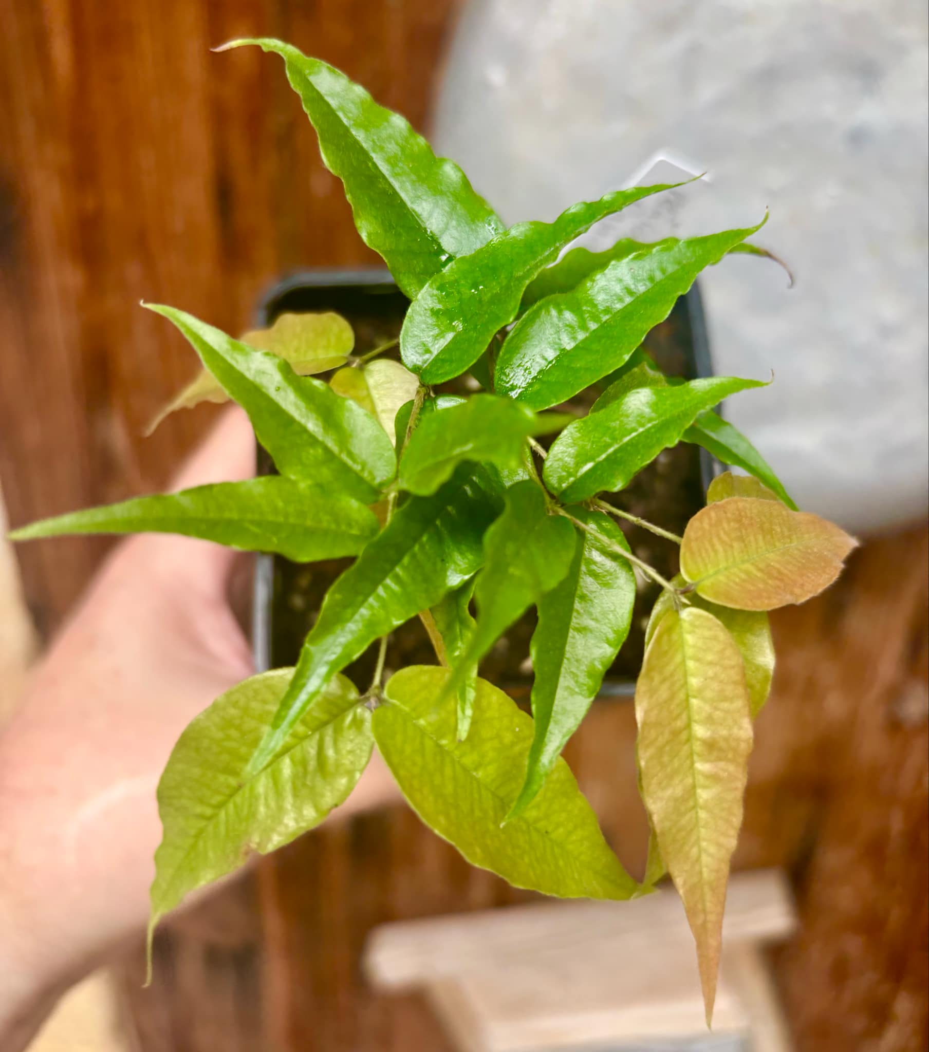 Jaboticaba - Plinia sp Rajada Cabo longo verde - 1 small potted seedling / 1 kleiner, getopfter Sämling Jaboticaba - Plinia sp Rajada Cabo longo verde - 1 small potted seedling / 1 kleiner, getopfter Sämling