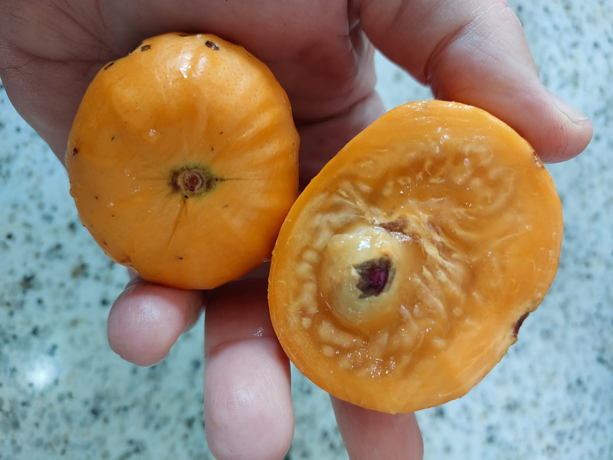 Pre Order - Cambuca (Plinia edulis) - 1 fresh seed / 1 frischer Samen