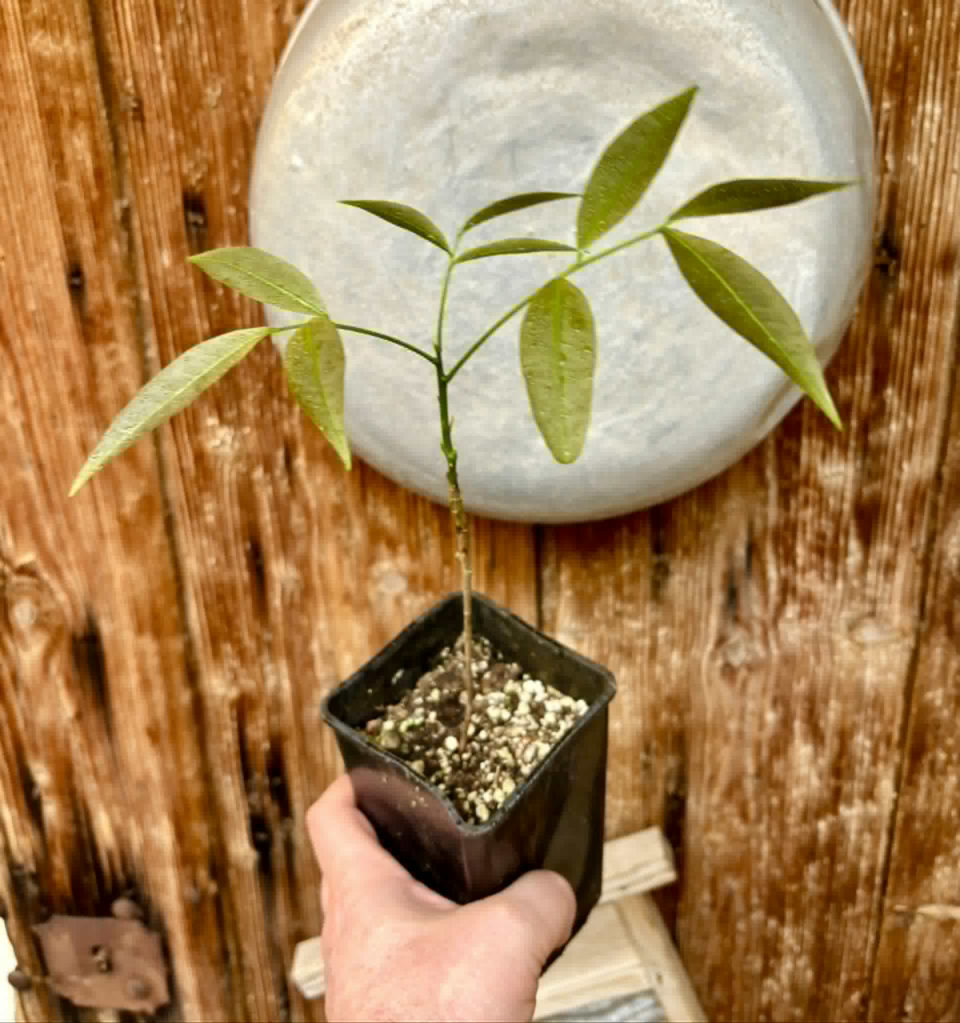 Talisia esculenta - Pitomba do Nordeste - 1 potted seedling / 1 getopfter Sämling