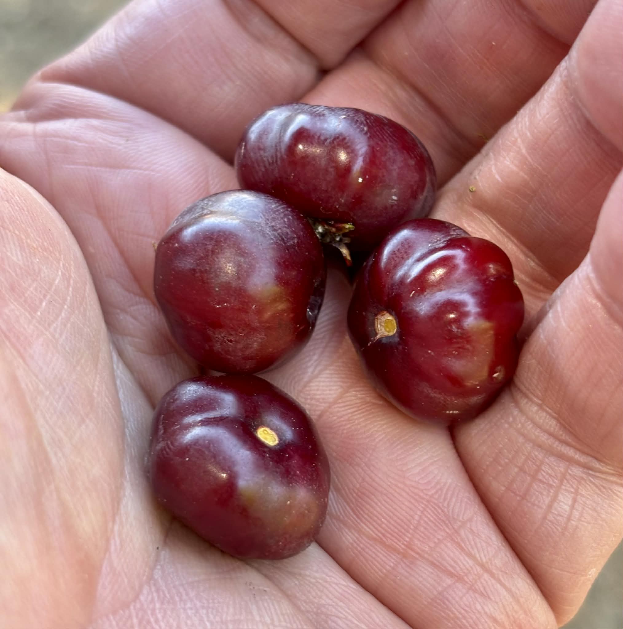 Set of 5 different Pitanga varieties -  5 x 2 fresh seeds / 5 x 2 frische Samen