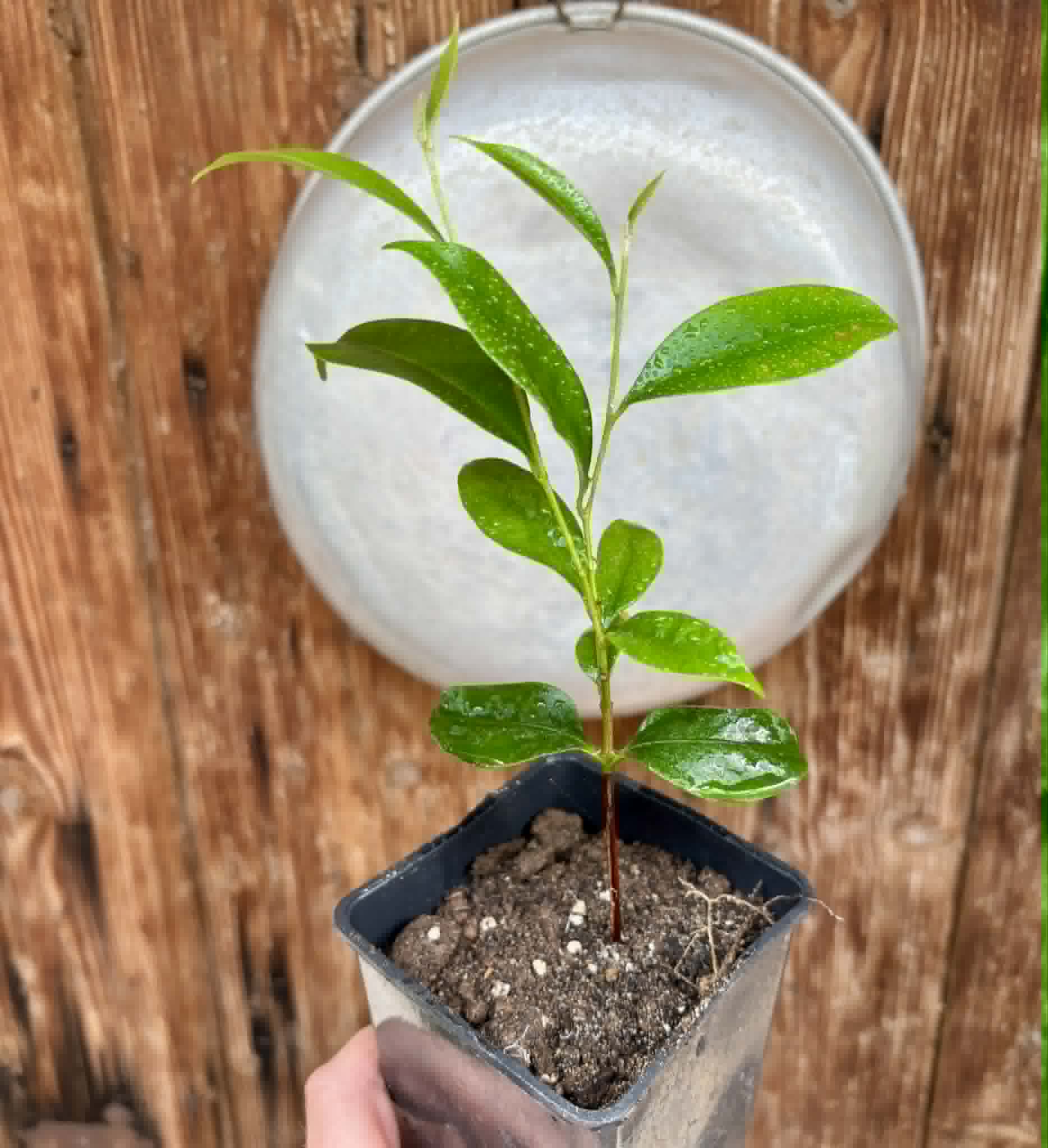 Diploon cuspidatum  -  1 potted seedling / 1 getopfter Sämling
