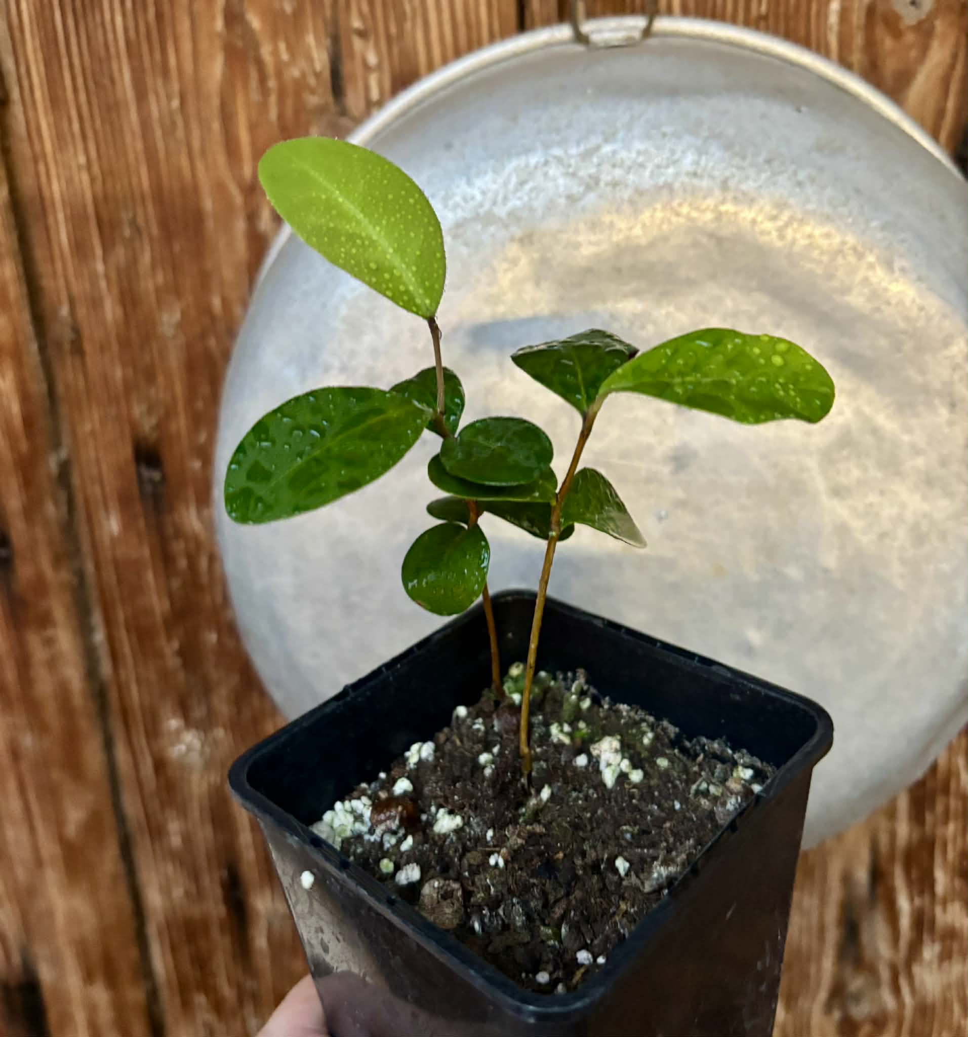 2 in 1 pot - Eugenia umbelliflora -  2 seedlings in one pot / 2 Sämlinge in einem Topf 