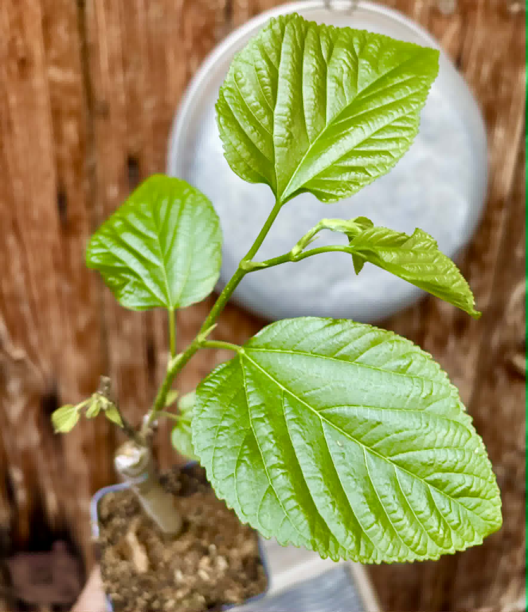 White King (Morus macroura var. laevigata) - 1 grafted, potted plant / 1 veredelte, getopfte Pflanze