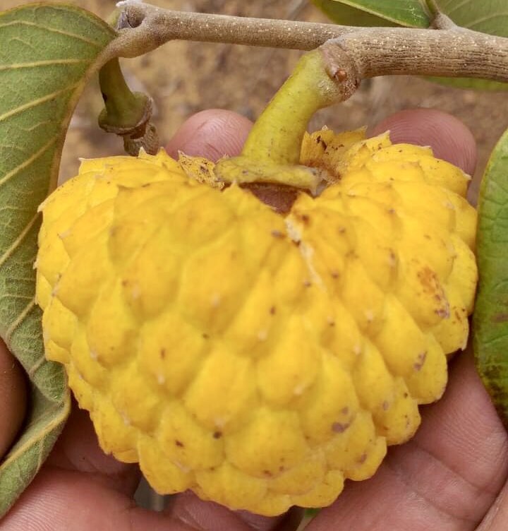 Annona tomentosa - Araticunzinho - 1 fresh seed / 1 frischer Samen