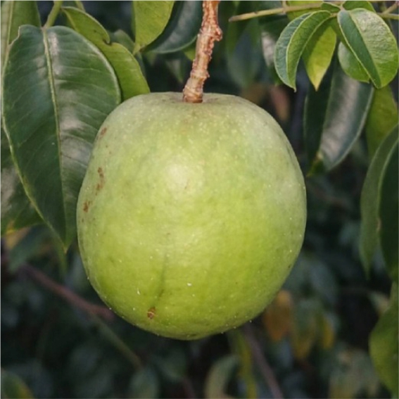 Pre Order - Umbu (Spondias tuberosa) -  1 fresh seed / 1 frischer Samen